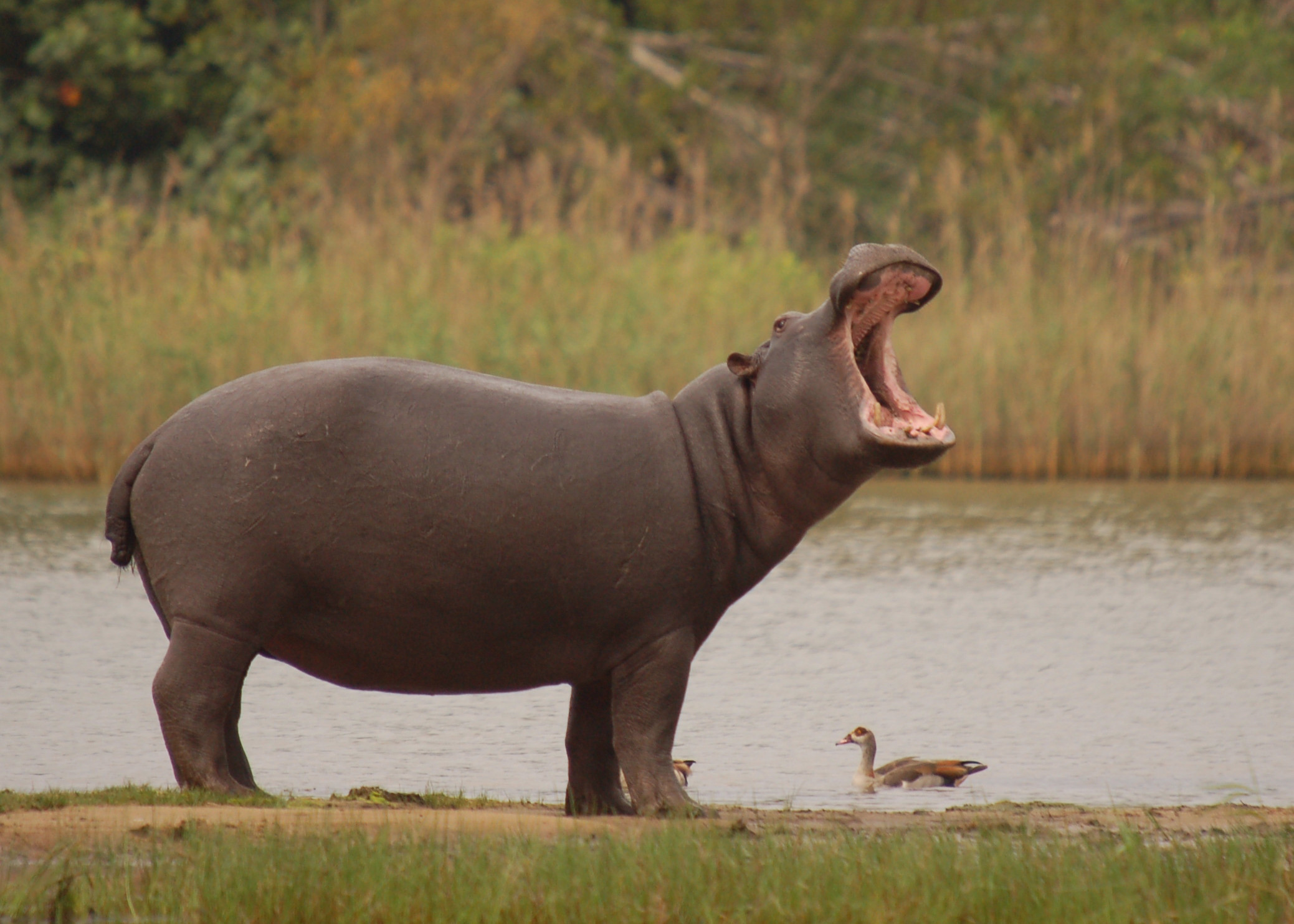 2077x1483 HD Quality Wallpaper | Collection: CGI,  Hippo