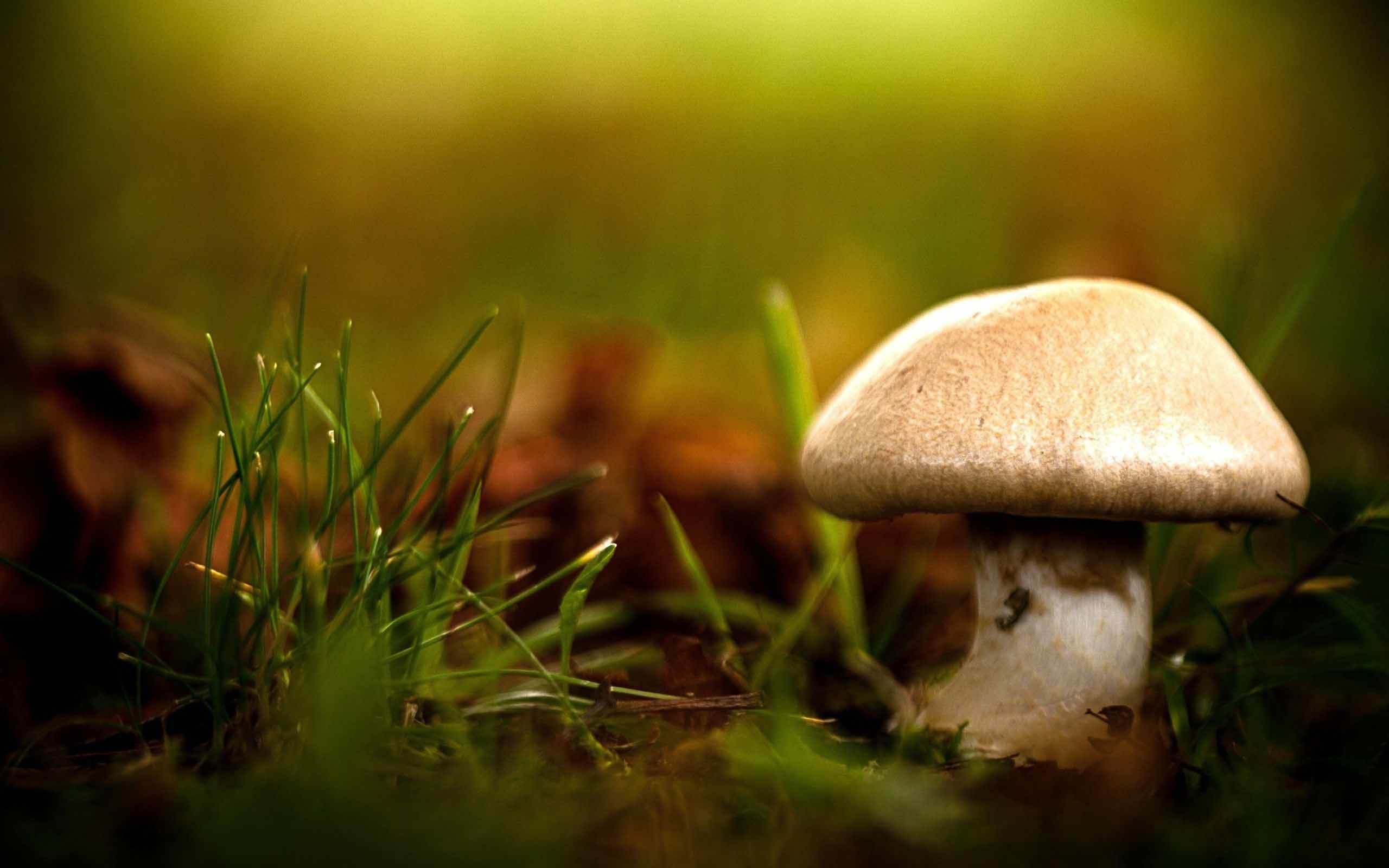 2560x1600 Shrooms Wallpapers