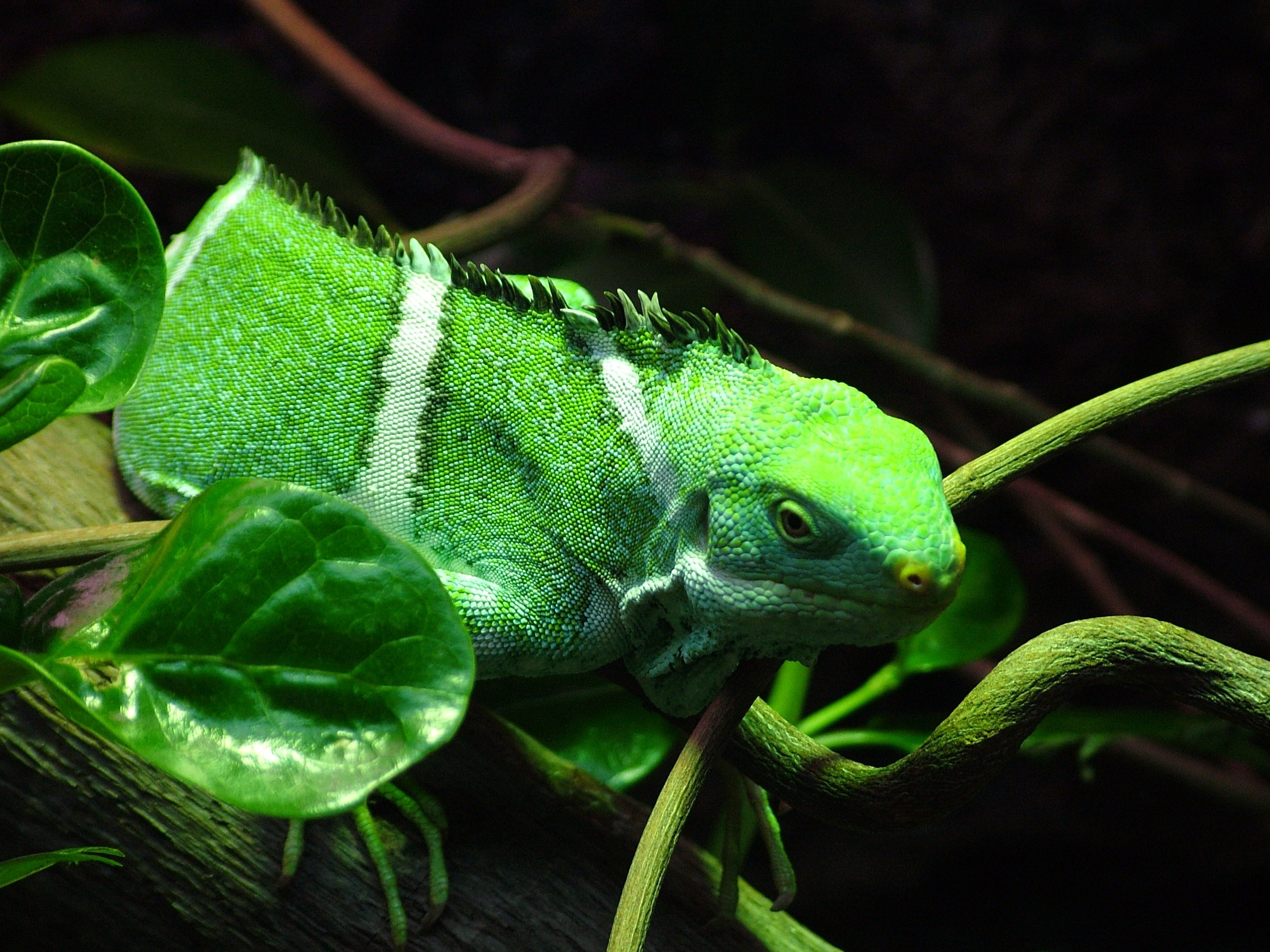 2848x2136 iguana, Reptile, Leaves, Leopard Geckos, Animals Wallpapers HD / Desktop  and Mobile Backgrounds