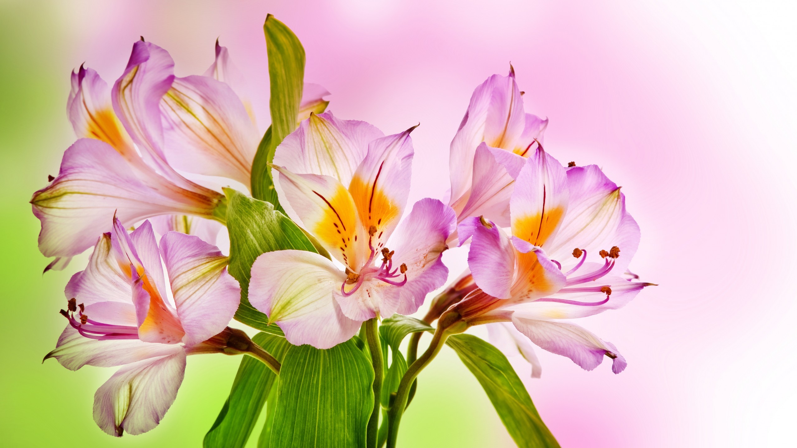 Lilies Wallpaper (62+ images)