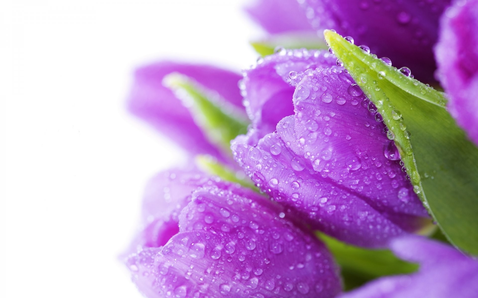 1920x1200 tulips flowers bouquet bright violet water drops beauty flower tulips bright  purple purple bouquet leaves petals