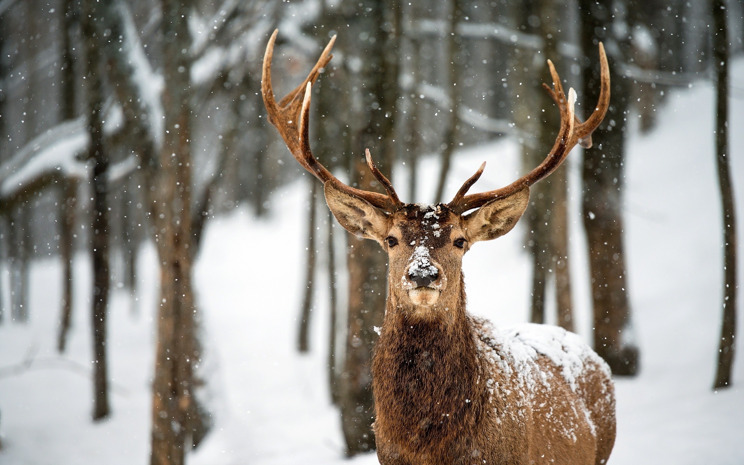 2560x1600 Deer Snow Trees Long Horns Animals 