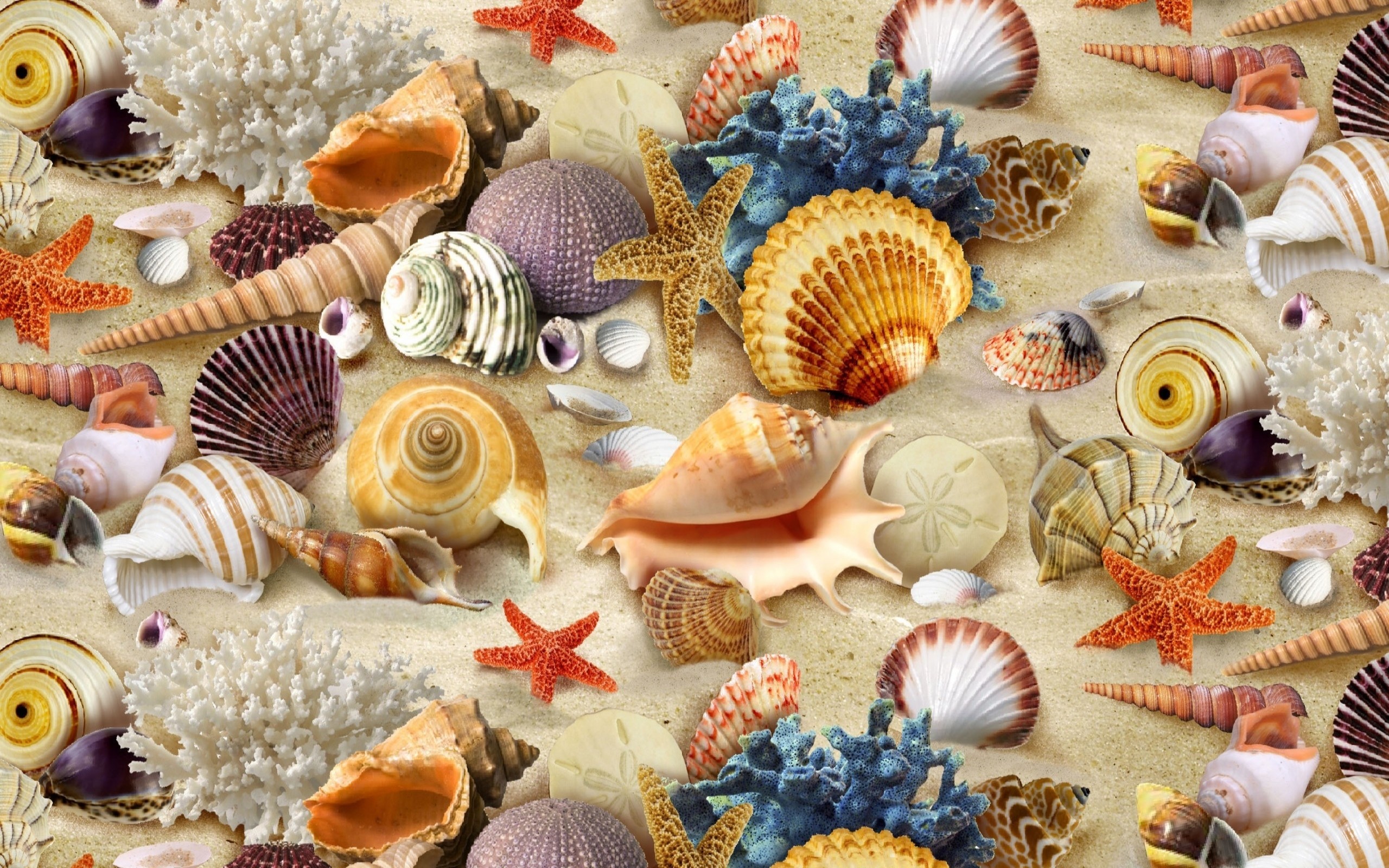 2560x1600 Sea shells