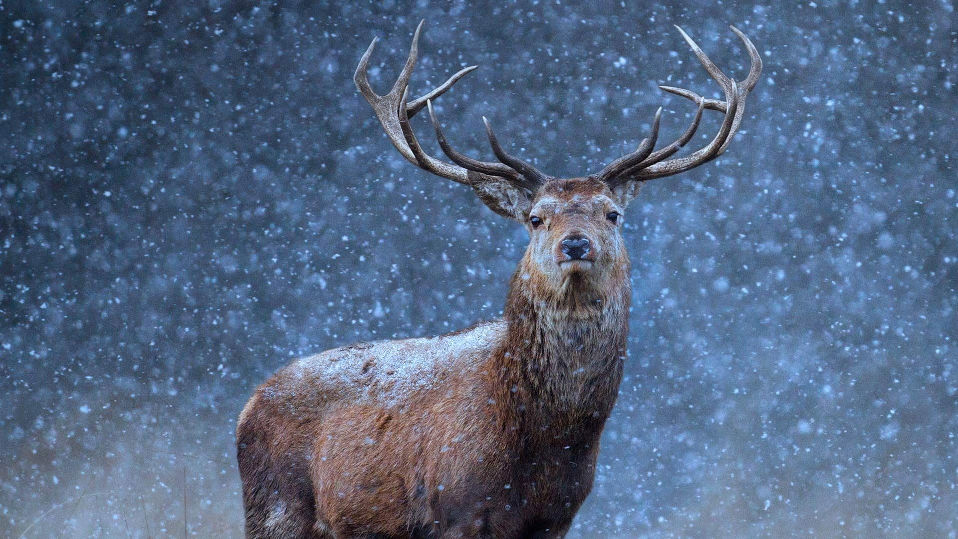 1920x1080 Image: Beautiful Deer in Snow Desktop Wallpaper