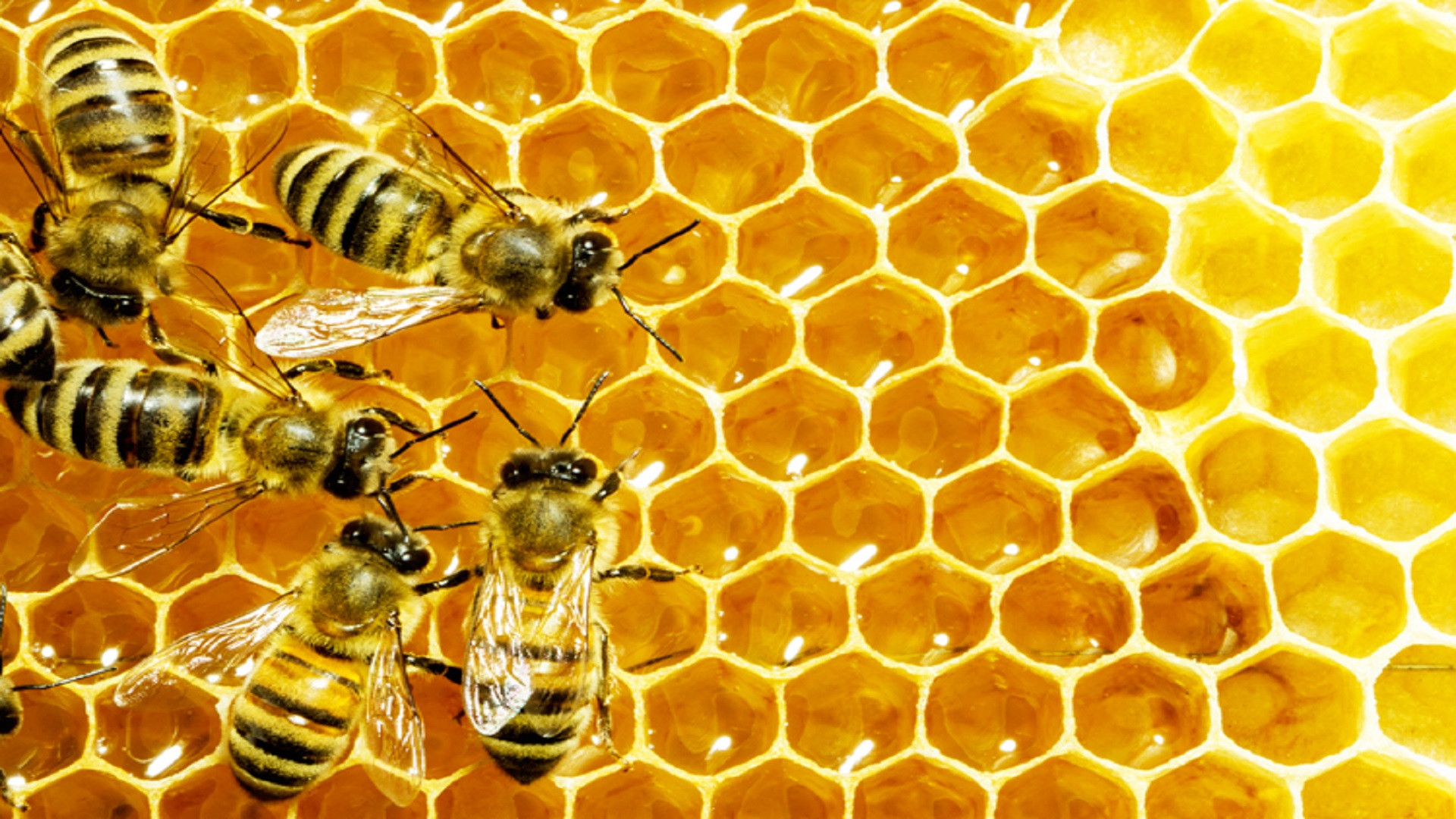 1920x1080 Honeycomb Bee Wallpaper Best Of 89 Bee Honey B Wallpaper Honey B Bee