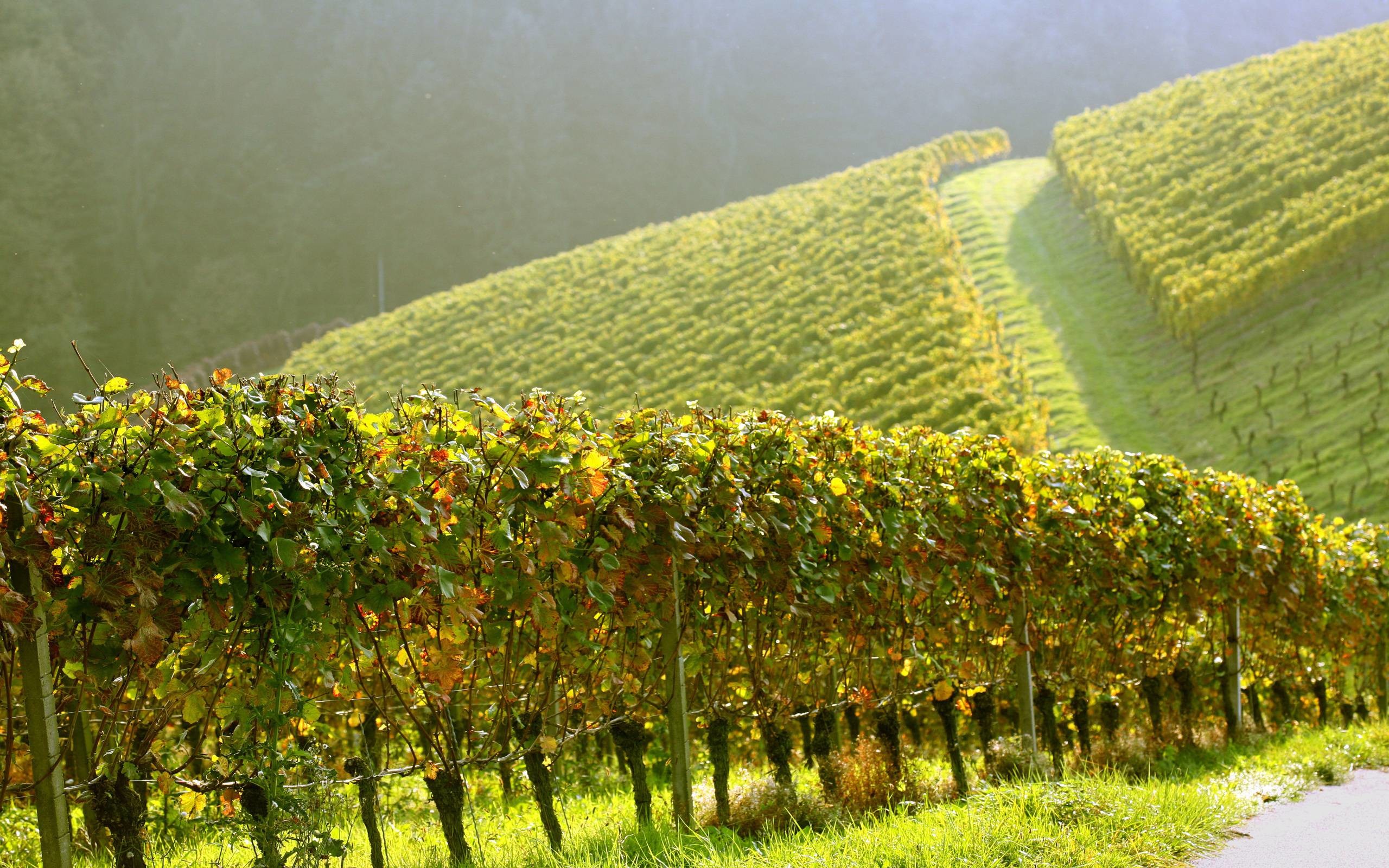 2560x1600 68 Vineyard Wallpapers | Vineyard Backgrounds Page 2