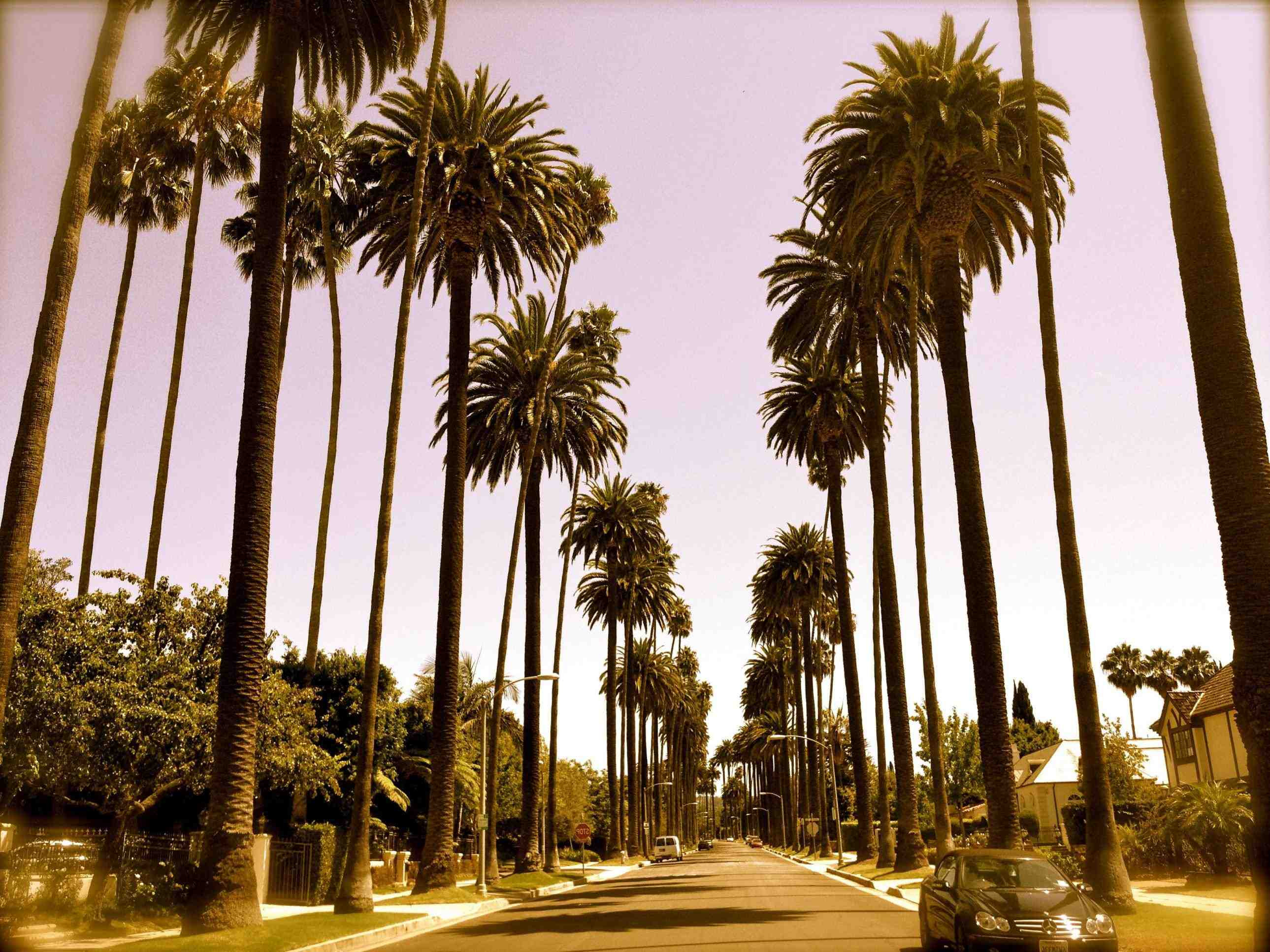 2579x1934 Los Angeles Palm Trees Wallpaper Wonderful Los Angeles Palm Trees Wallpaper