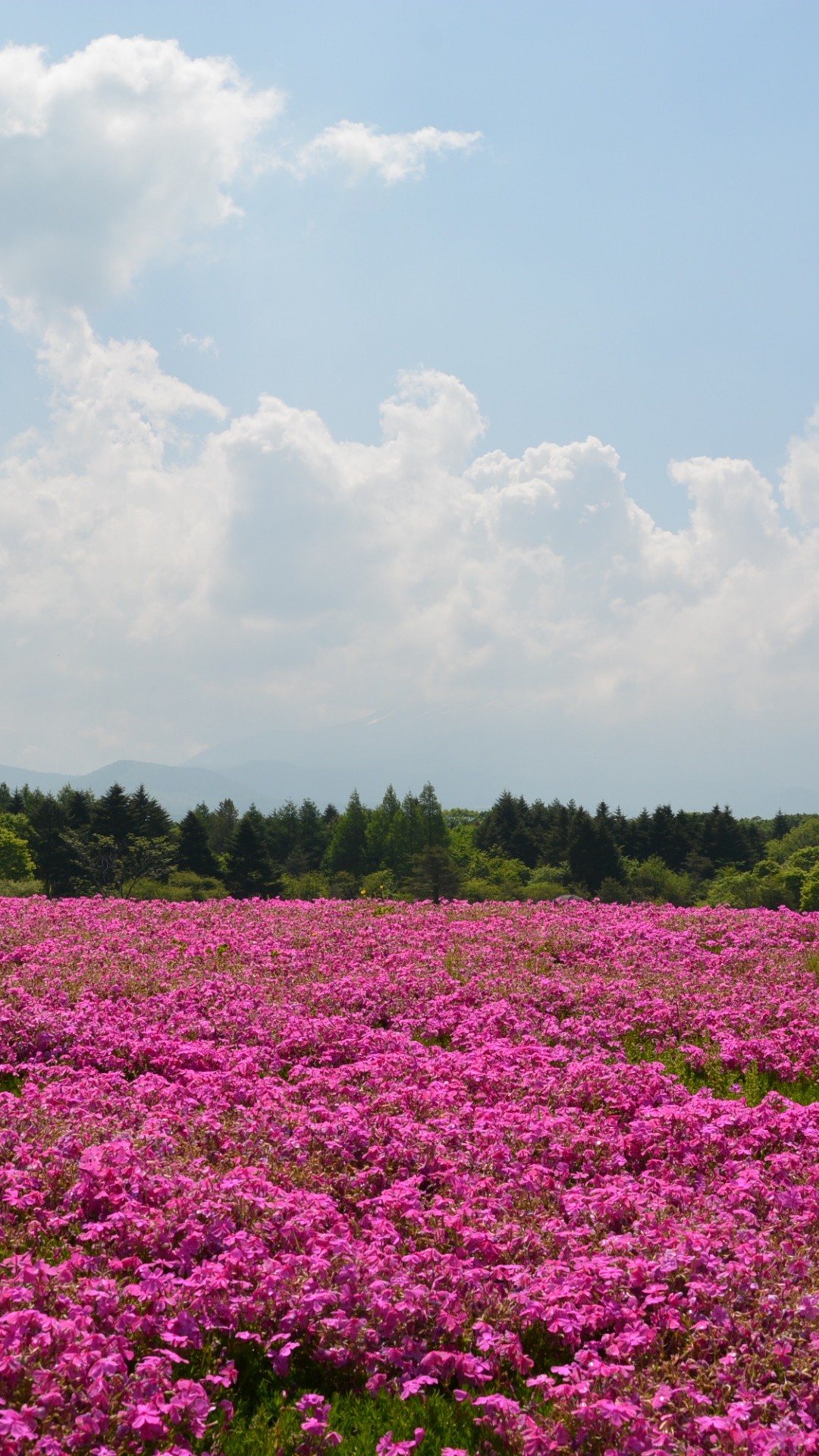 1080x1920 Field Flowers Pink Summer #iPhone #6 #plus #wallpaper