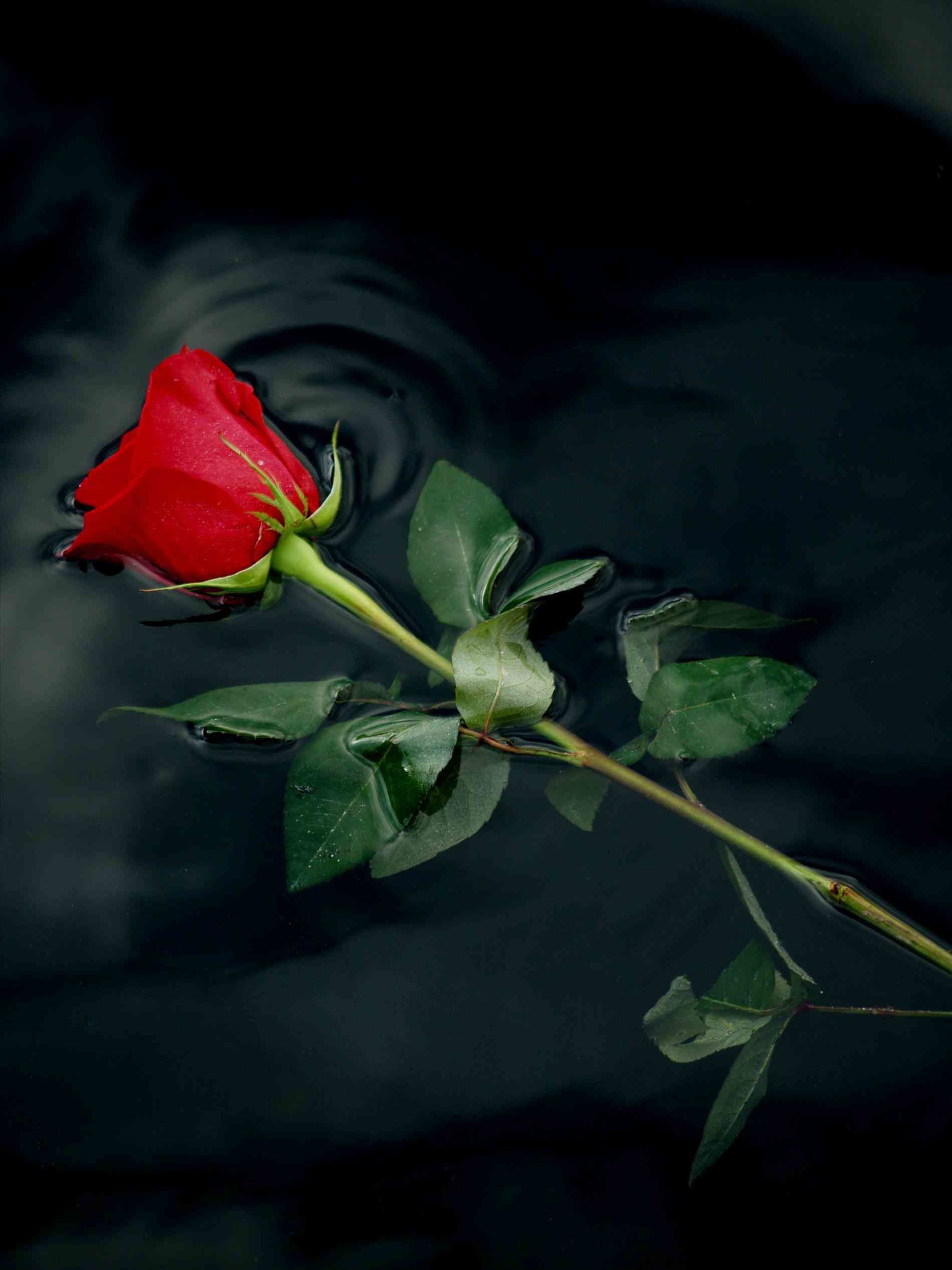 1899x2533 Of a wallpaper hd images pictures of single red roses of a red rose  wallpaper hd .