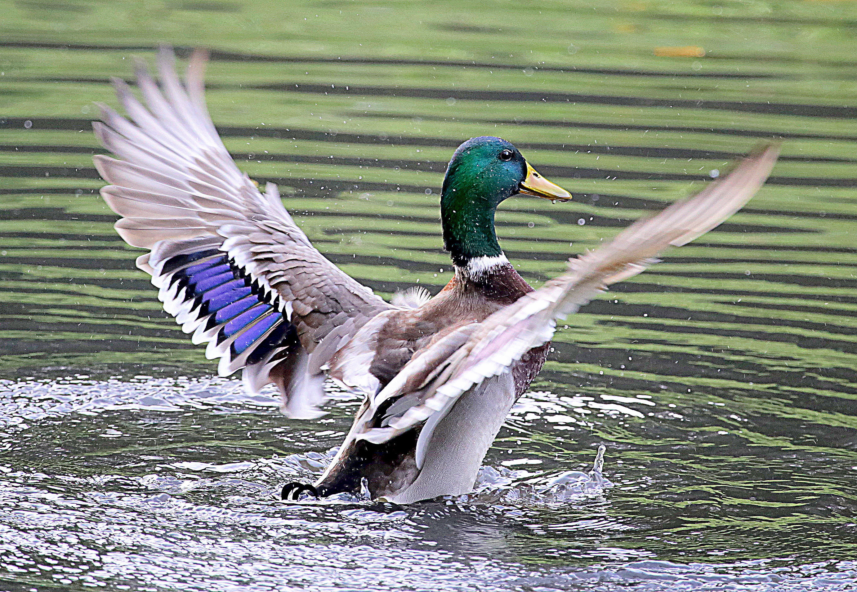 2763x1909 mallard duck flapping its wings on water, ducks HD wallpaper