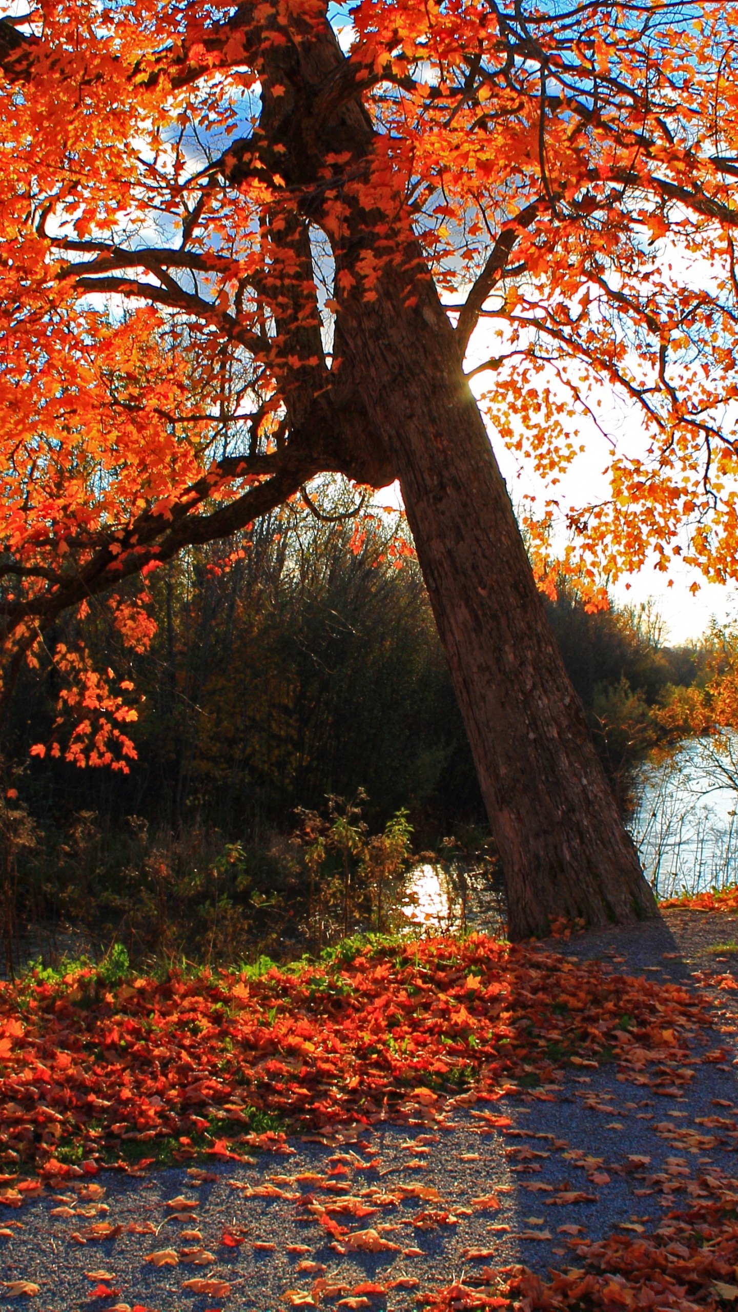 1440x2560 Rusty-Rot-Wald-Herbst-Android-Free-Download-wallpaper-wpt7808395