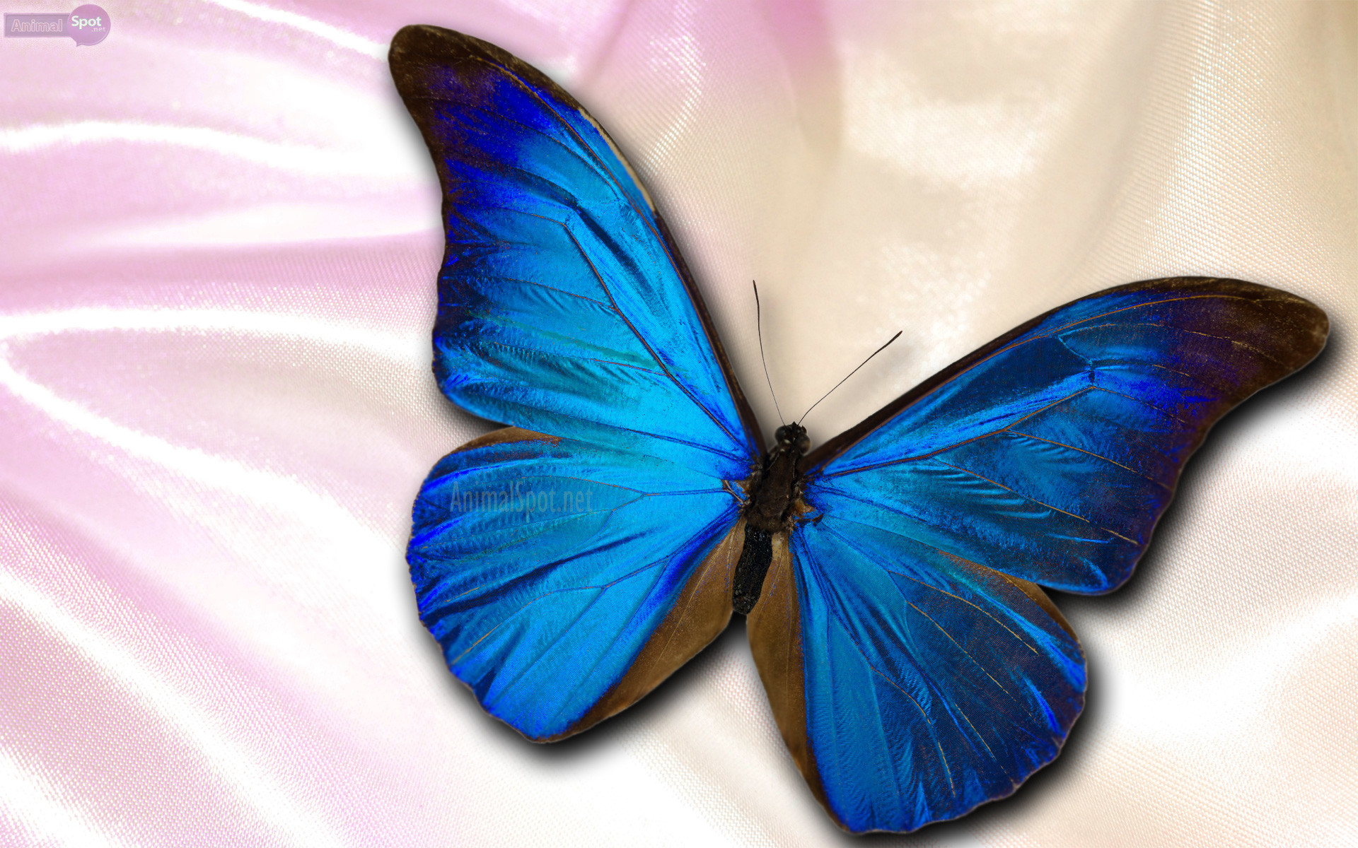 1920x1200 blue butterfly wallpaper butterflies wallpaper butterfly background .