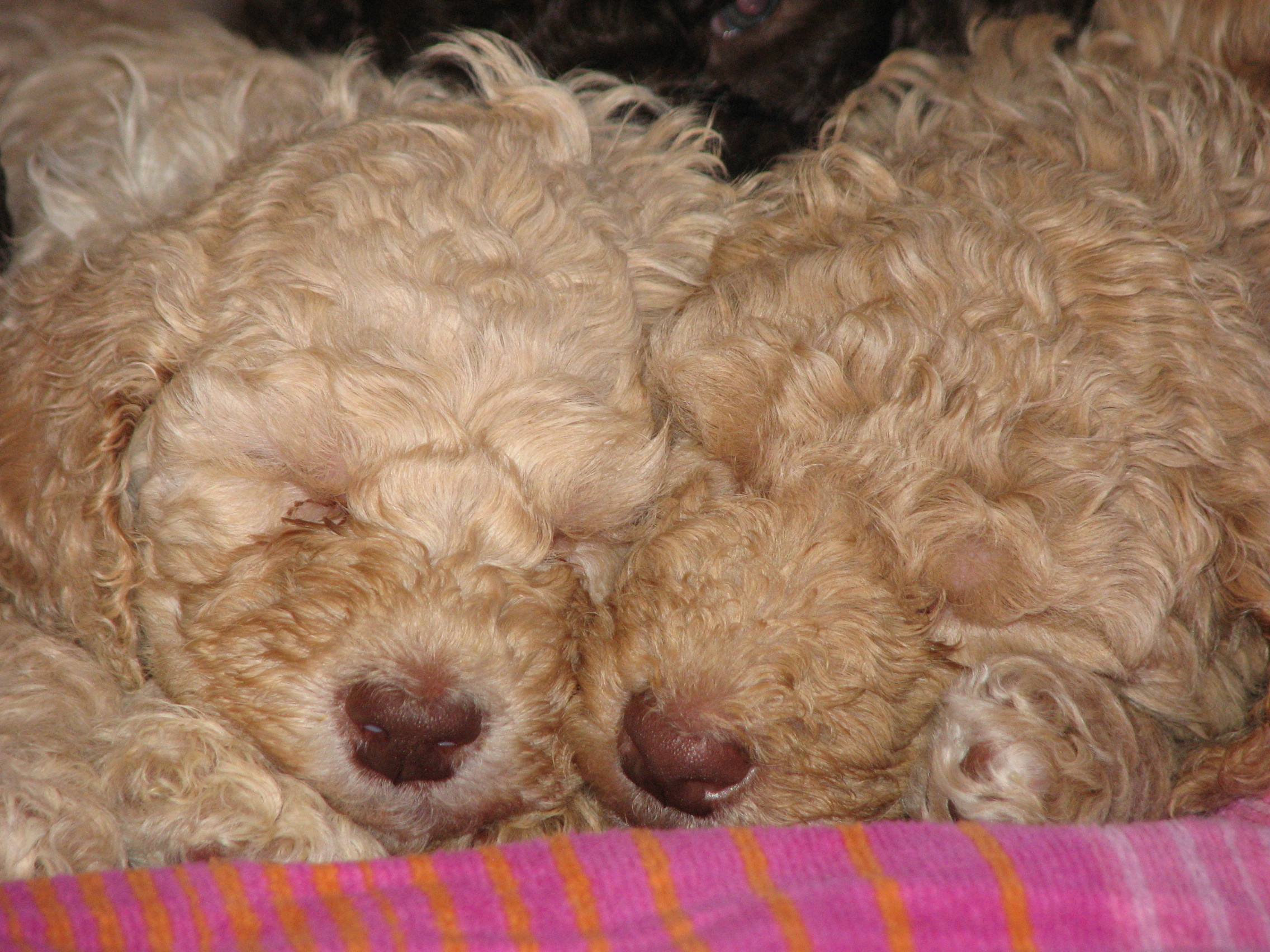 2272x1704 Poodle puppies photo