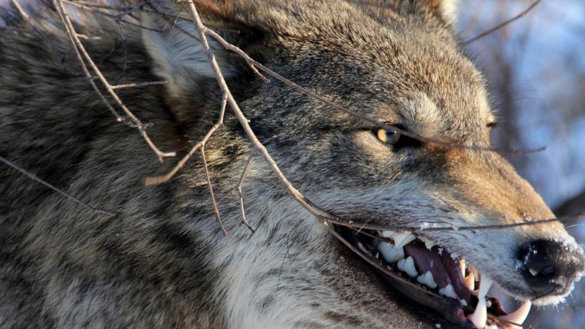 1920x1080 ... animals angry wolves 1600x1168 wallpaper High Quality Wallpapers .