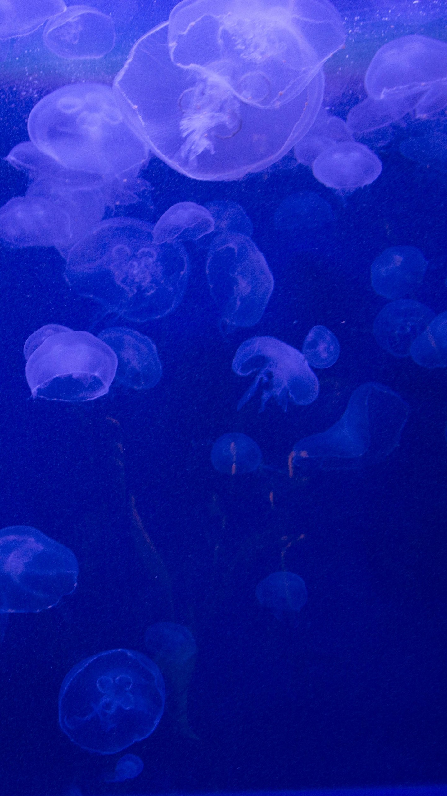 1440x2560  Wallpaper jellyfish, underwater, jelly