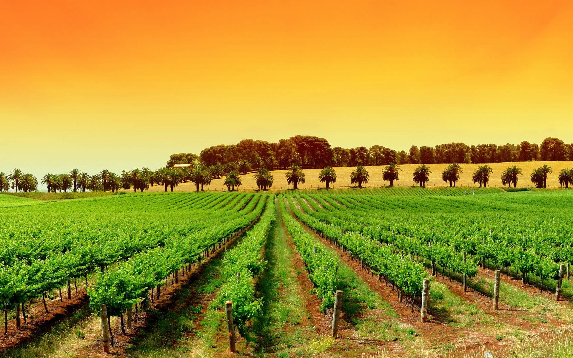 1920x1200 Vineyard Vines
