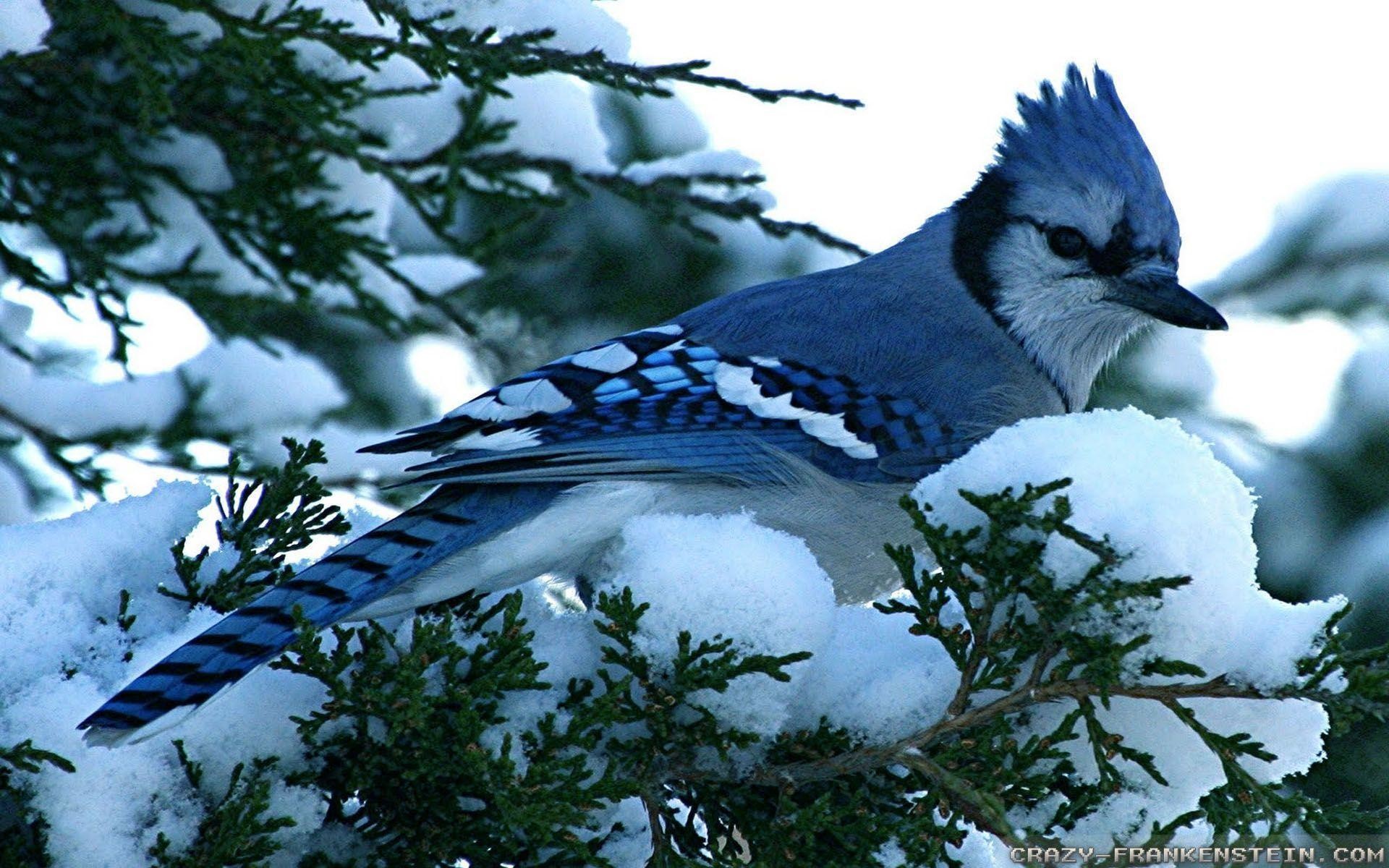 1920x1200 Download Blue Jay Winter Birds Wallpaper | Full HD Wallpapers