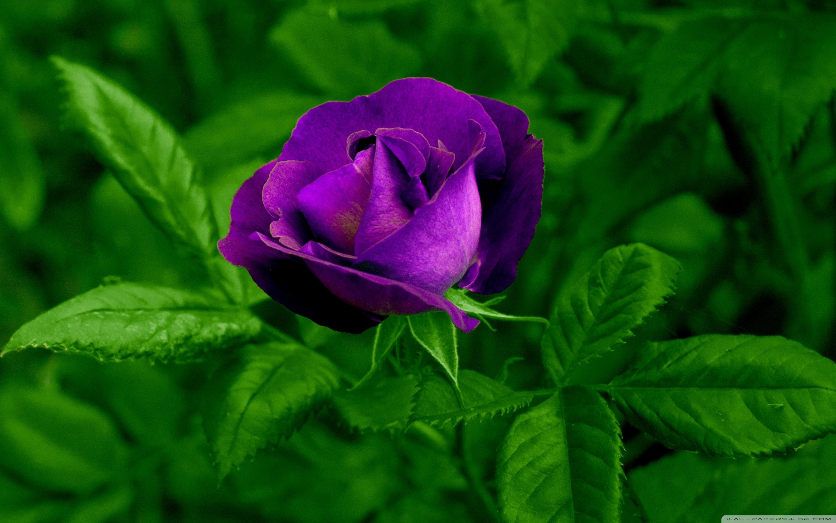 2880x1800 ... Purple Roses Wallpaper 3 Free Hd Wallpaper - HdFlowerWallpaper.com ...