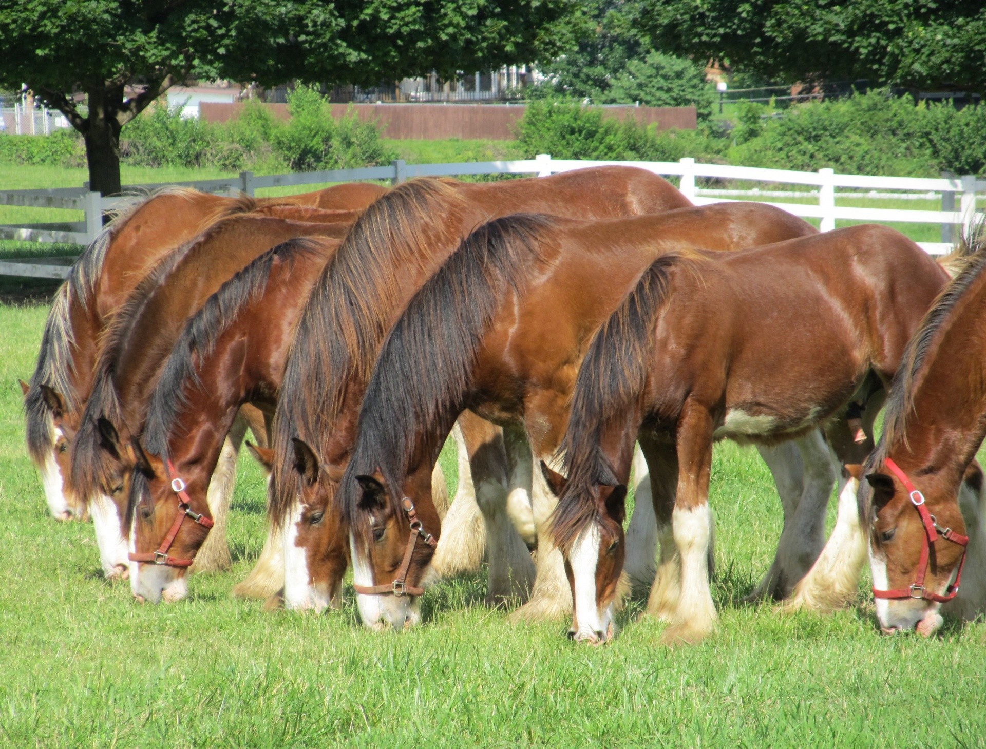 1920x1459 Young Clydesdale Grazing Clydesdale Horse Clydesdales Clydesdale Horse Line