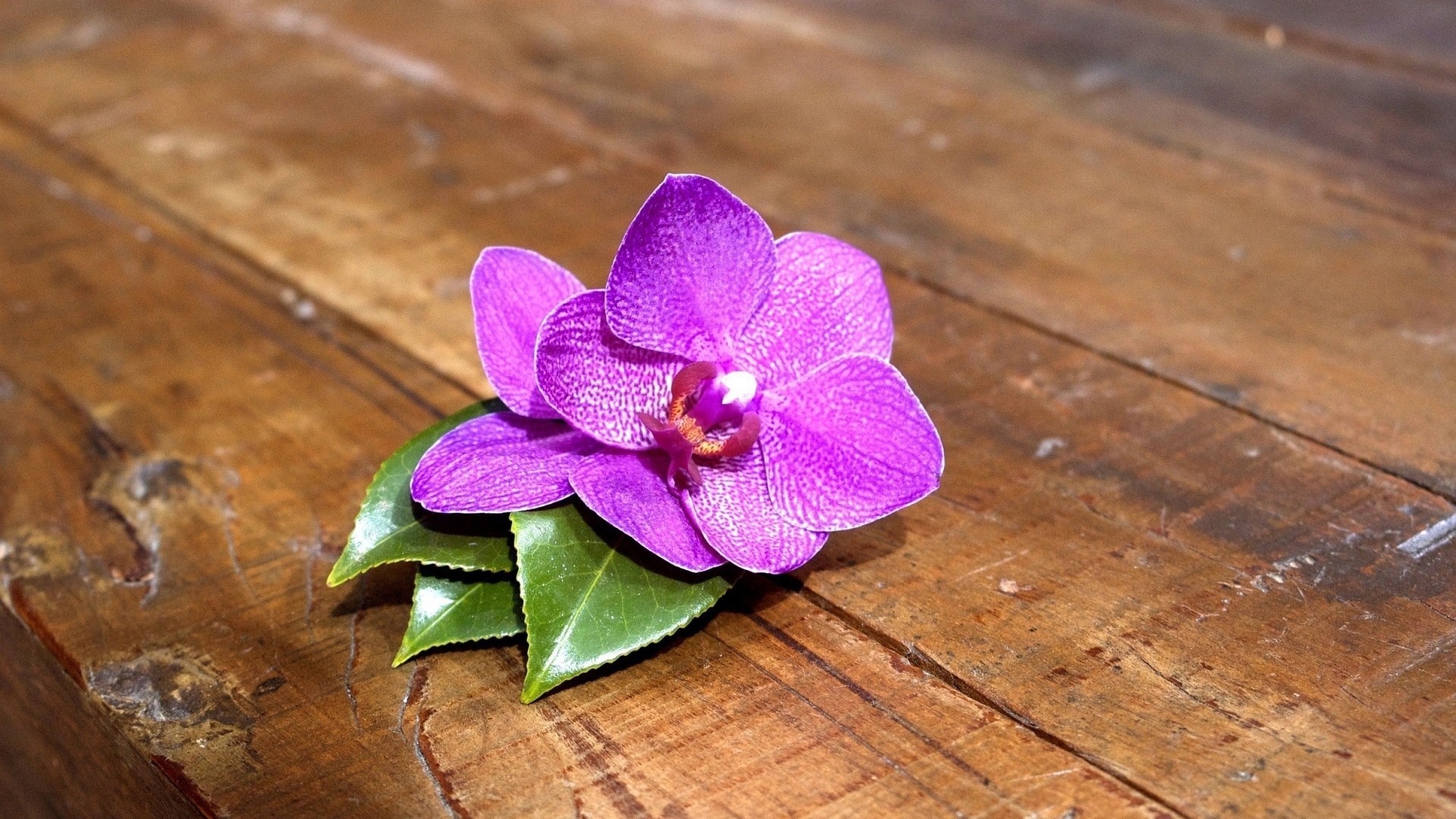 1920x1080  Wallpaper orchid, flower, leaves, wood, timber