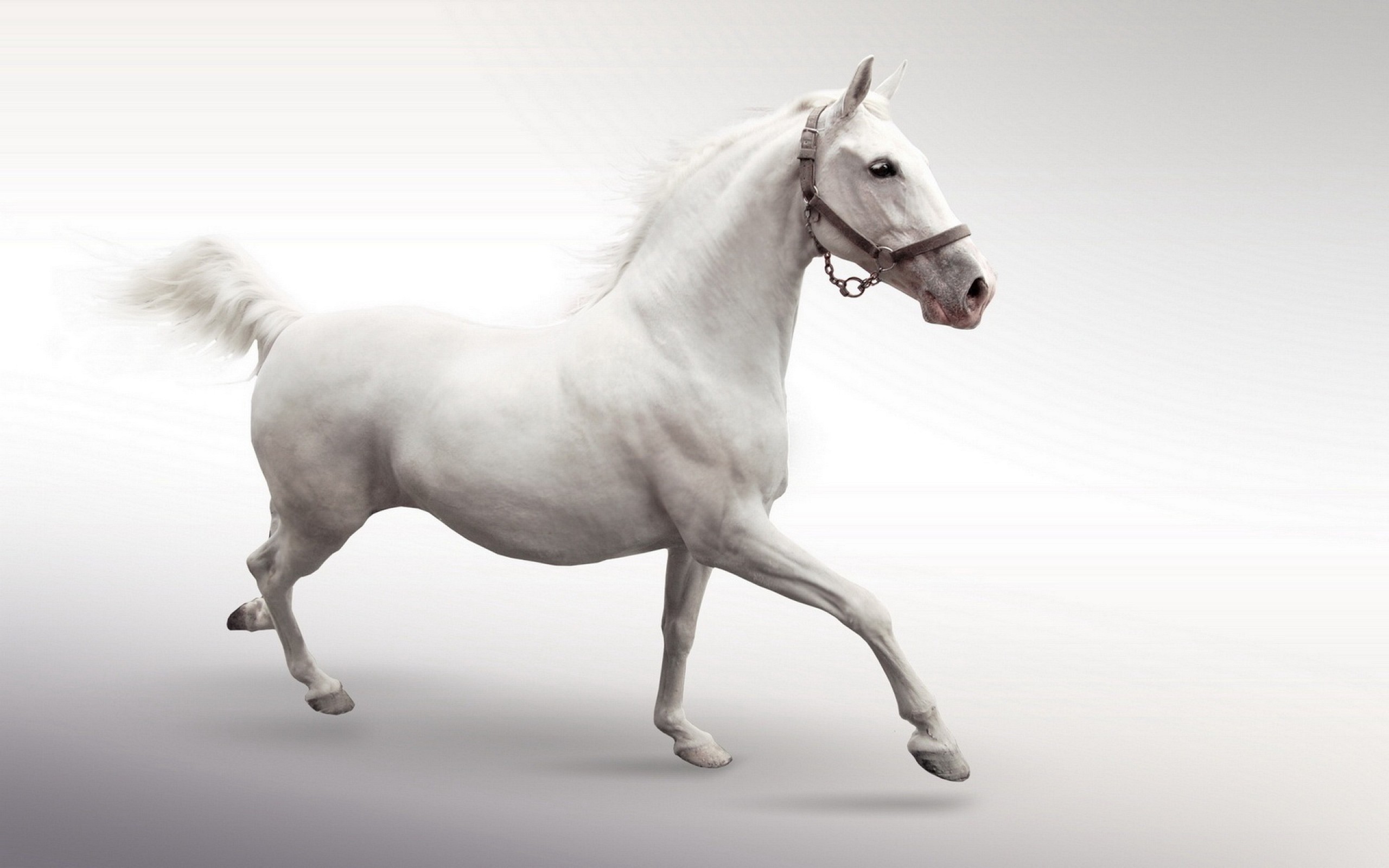 2560x1600 Running White Horse. Wallpaper