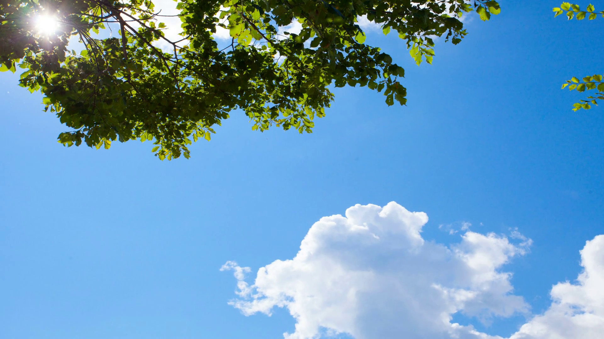 1920x1080 Blue sky background: white clouds and green tree branch in clear sunny day.  Travel, holidays, recreation. Appeasement and relaxation. View from below.