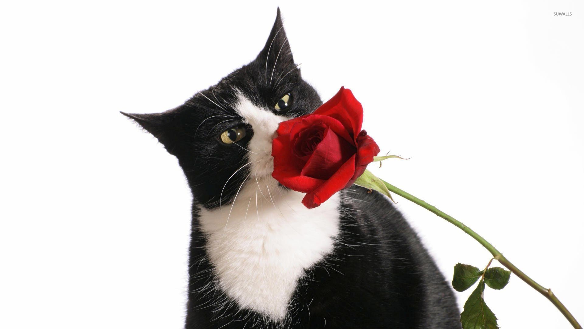 1920x1080 Black and white cat sniffing a red rose wallpaper
