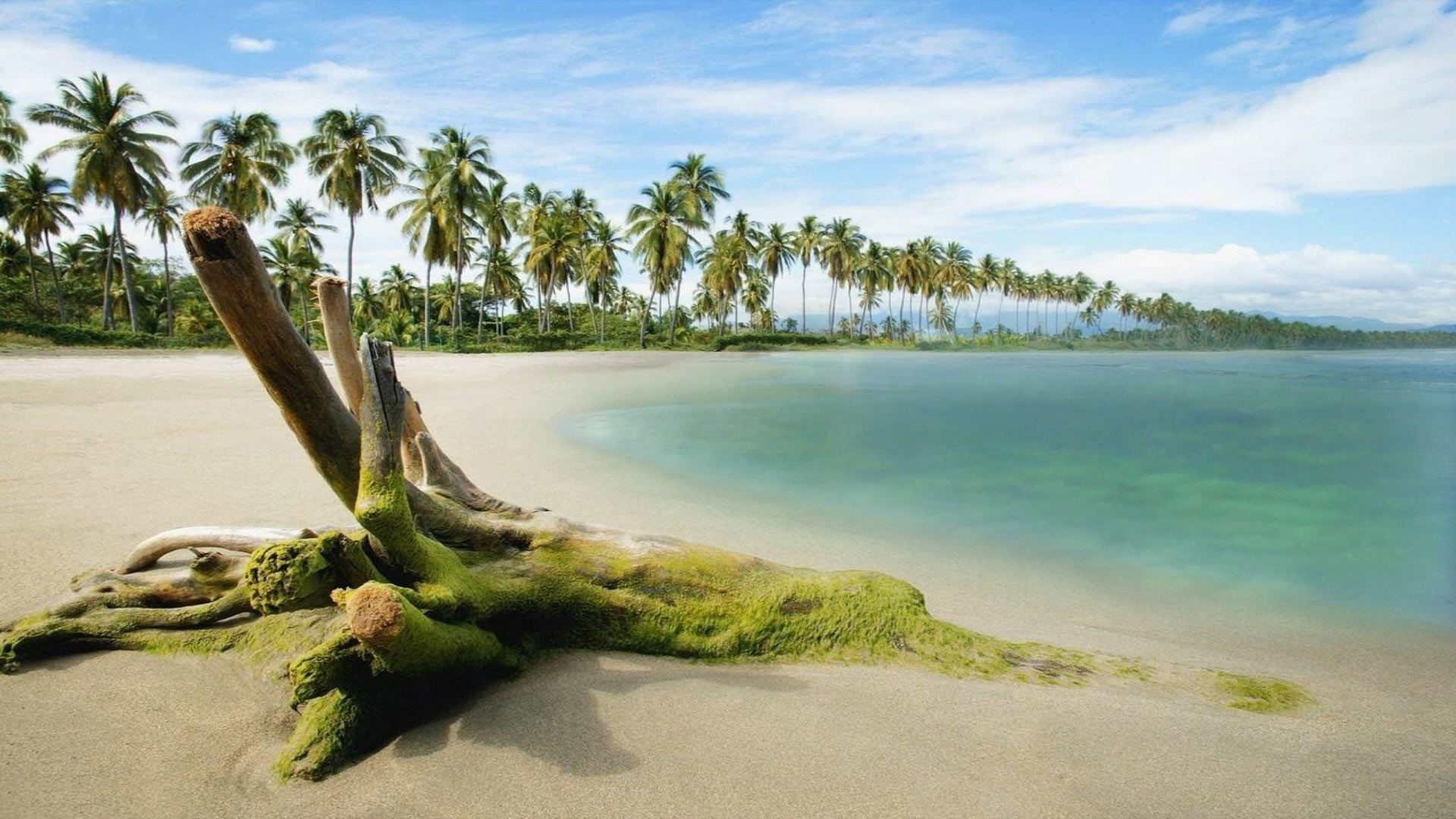 1920x1080 hd pics photos nature beach coconut sea view desktop background wallpaper
