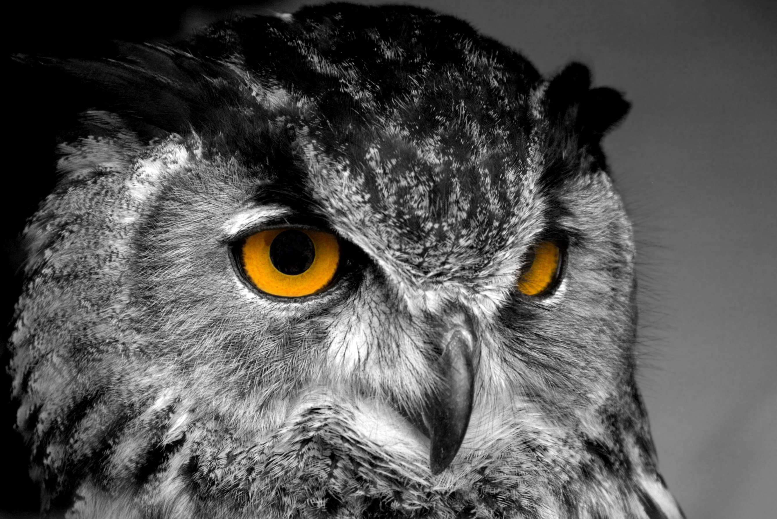 2676x1788 Cool owl backgrounds - photo#6