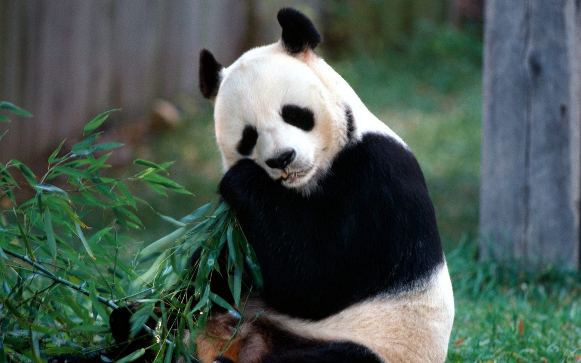 1920x1200 HD Wallpaper | Background ID:441134.  Animal Panda