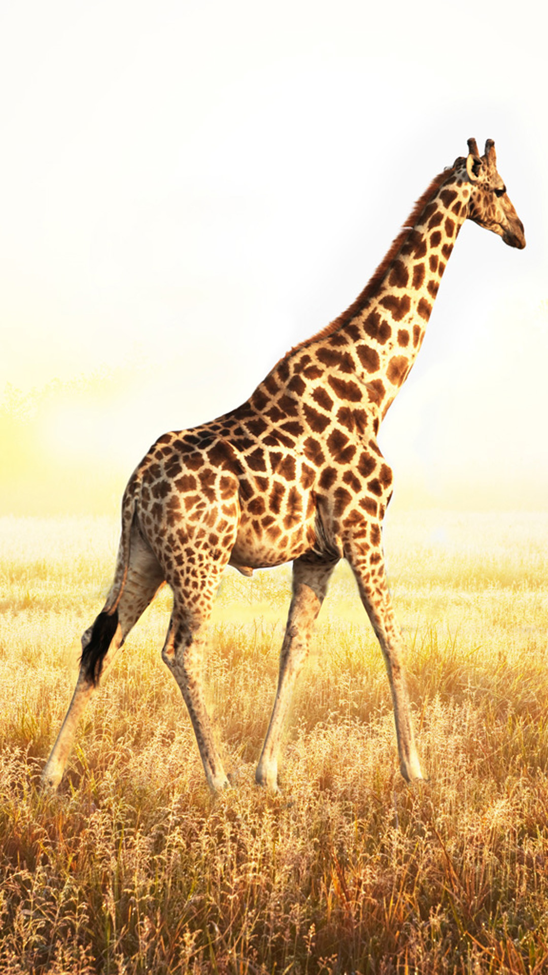 1080x1920 Giraffe HD Widescreen Wallpapers - JPL-HDQ Pictures - HD Wallpapers