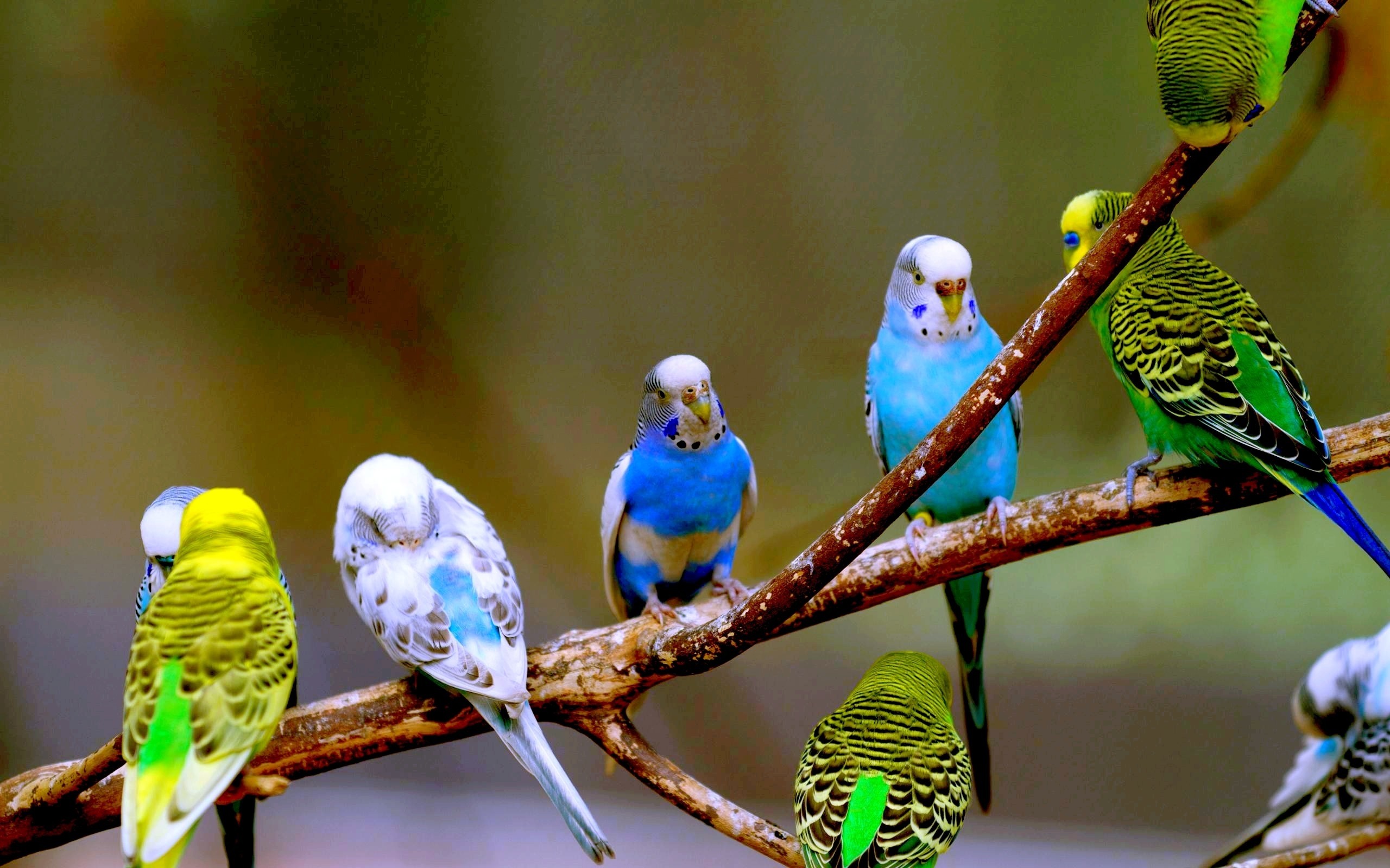 2560x1600  Wallpaper parrots, branch, birds