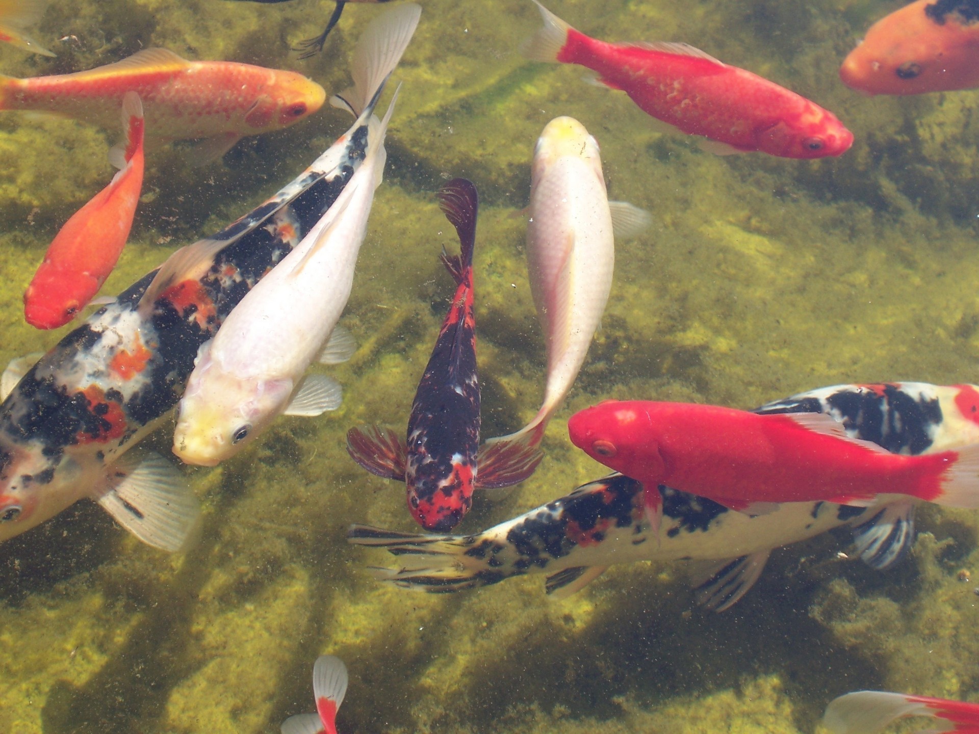 1920x1440 Fish images Koi & Goldfish HD wallpaper and background photos