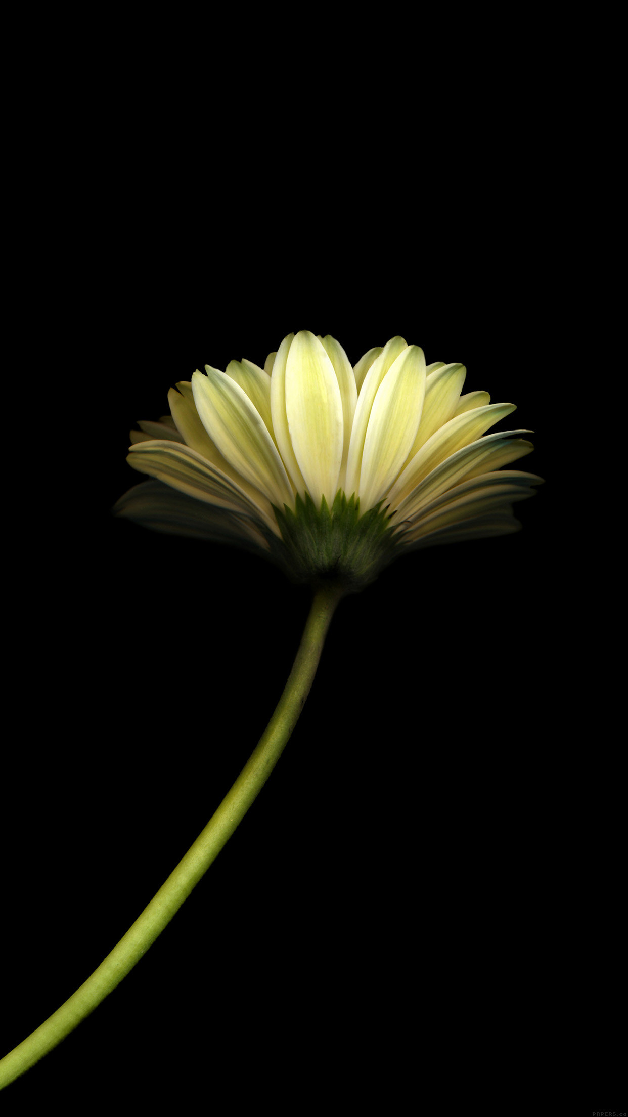 1242x2208 Dandelion Flower Black Background iPhone 6 Plus HD Wallpaper