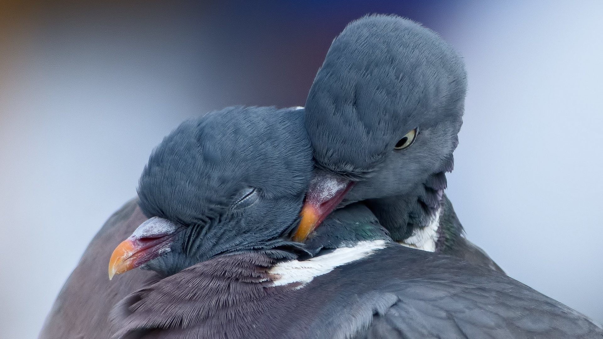 1920x1080 Love Tag - Cute Animal Couple Bird Dove Love Bulbul Hd Image for HD 16: