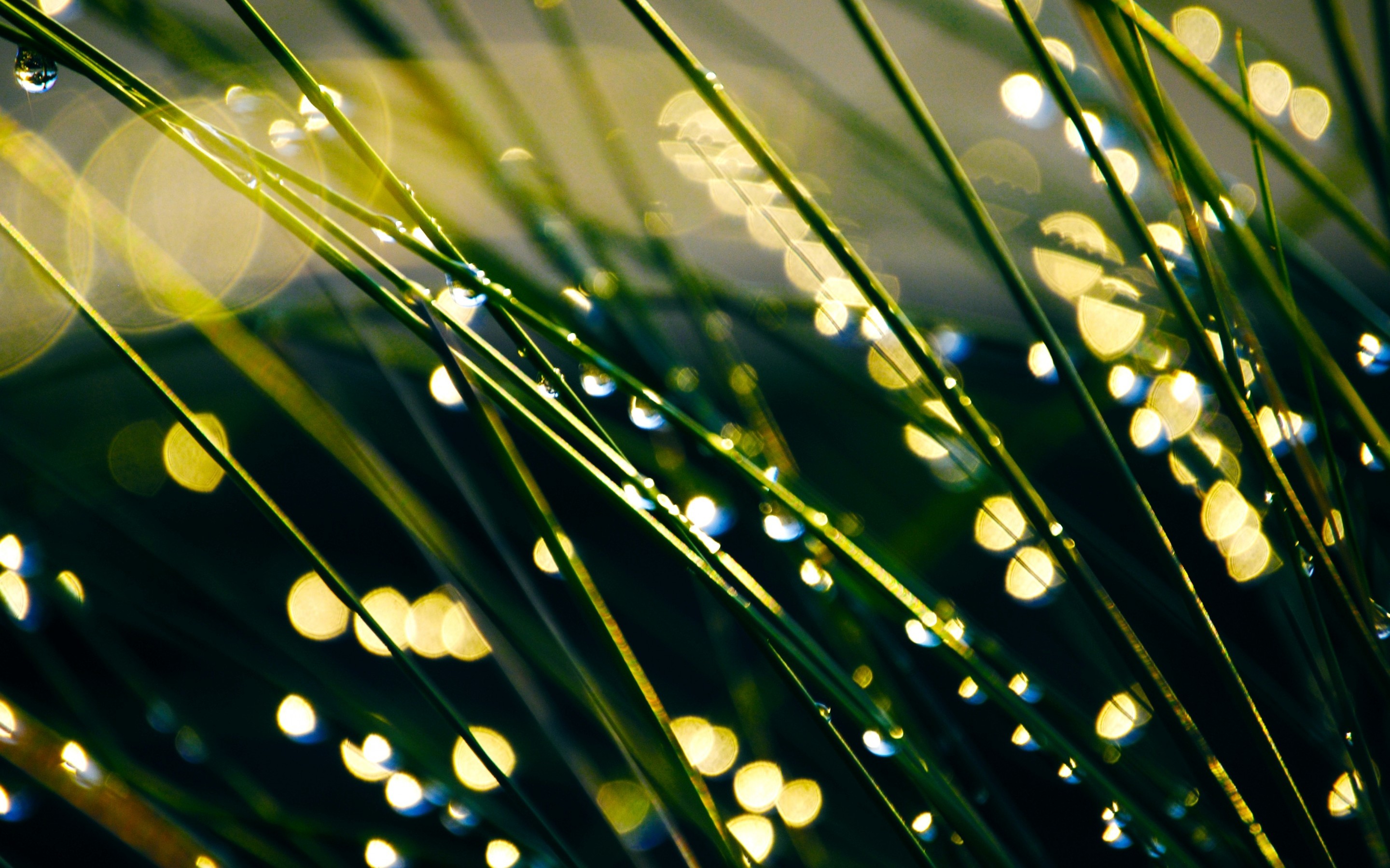 2880x1800 Shiny Dew Drops Green Grass Android Wallpaper free download