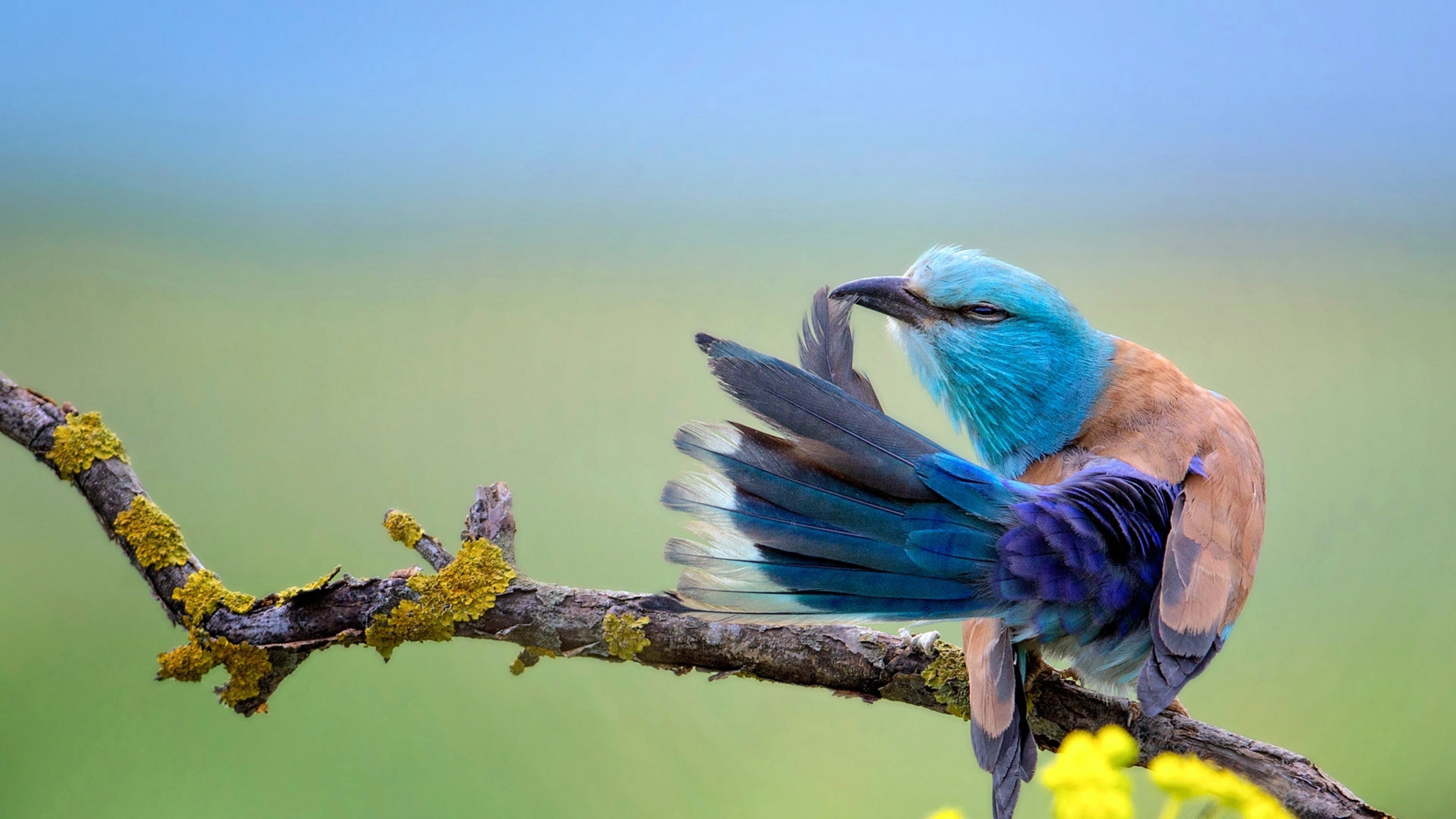 3840x2160 Colorful Bird, Feathers, Branch, Birds