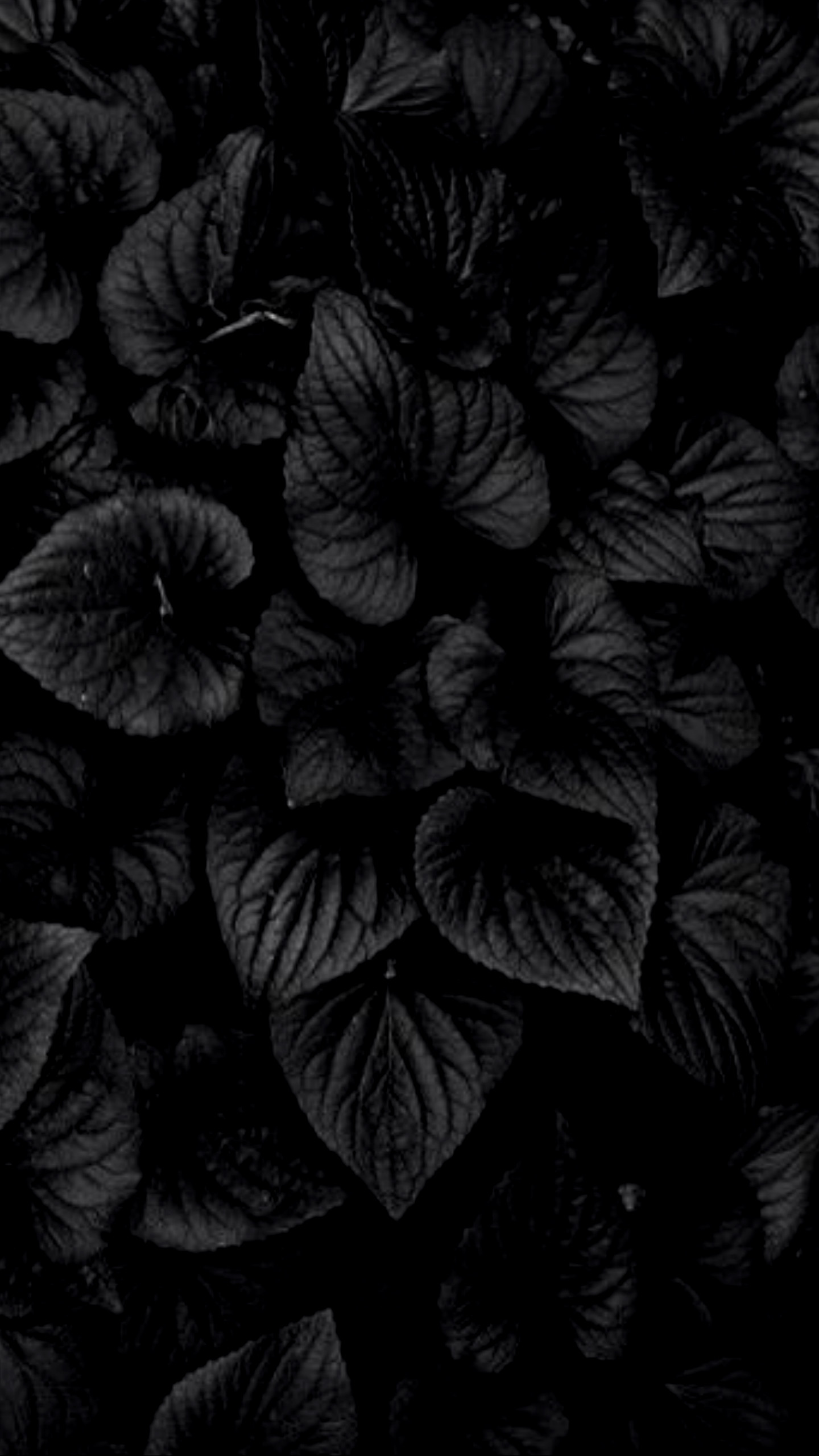 1440x2560 Dark Exotic Flowers 4K AMOLED Wallpaper