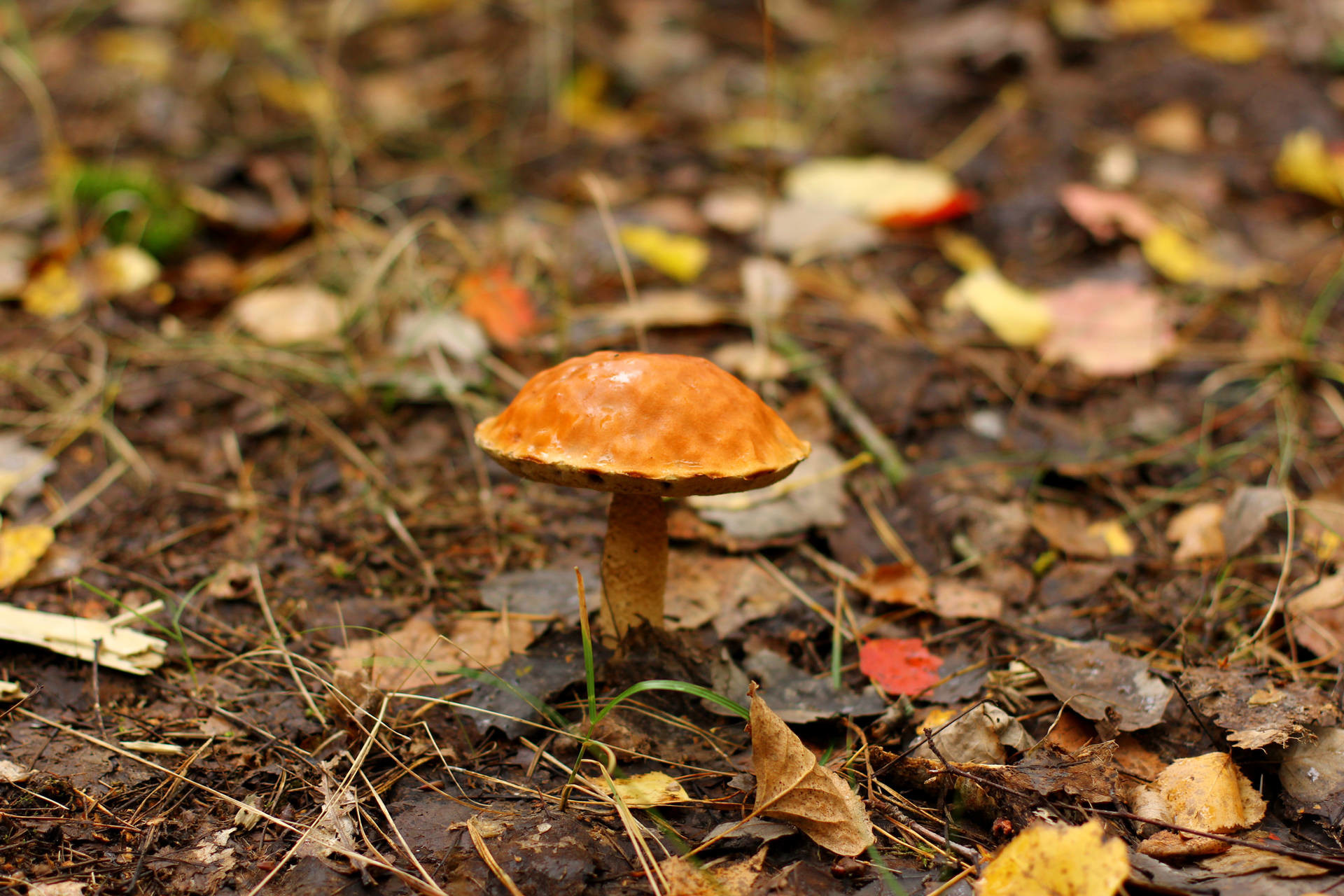 1920x1280 Download free image Mushroom in the forest in HD wallpaper size 1920px
