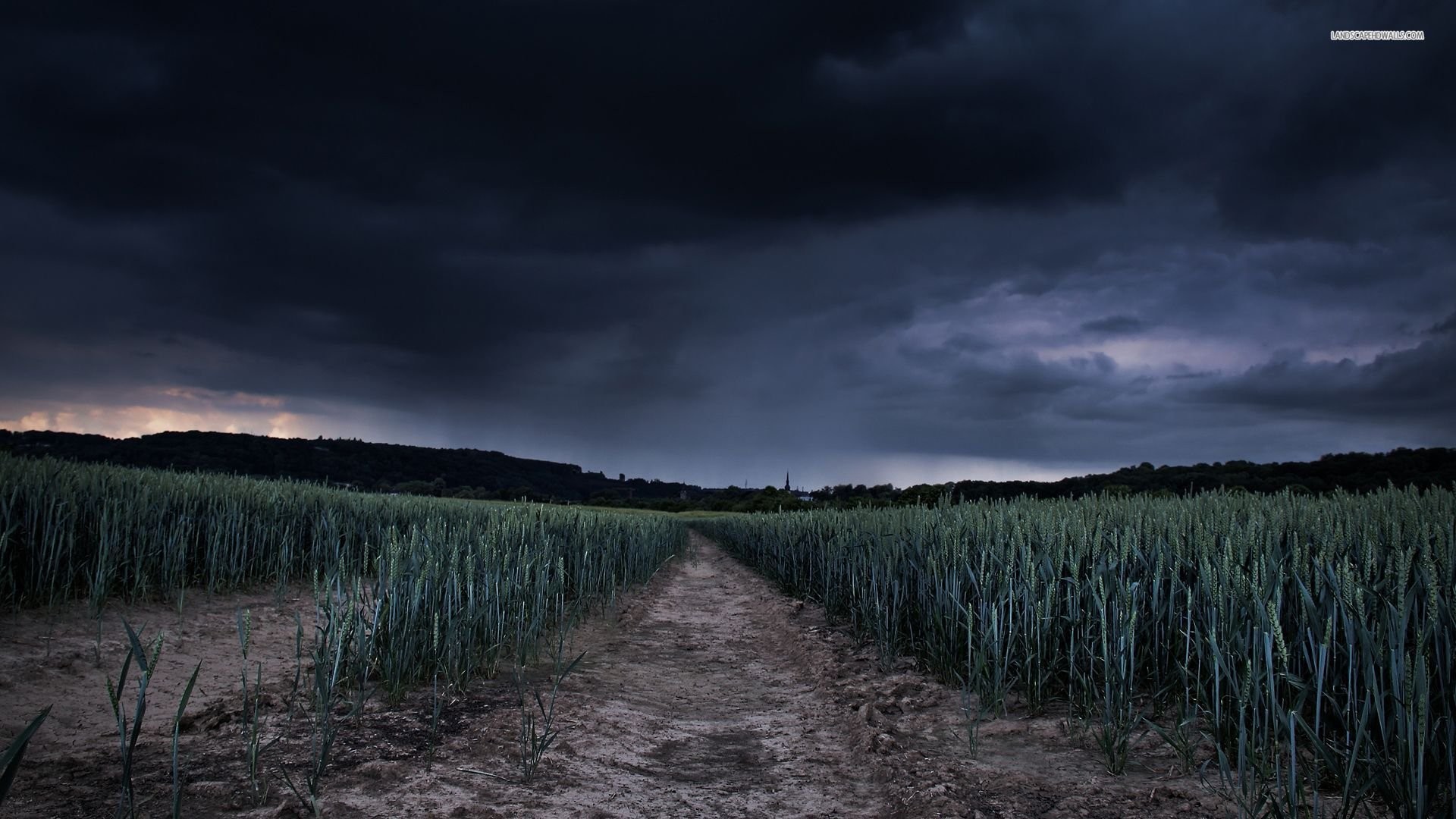1920x1080 Wheat Field Under The Stormy Sky
