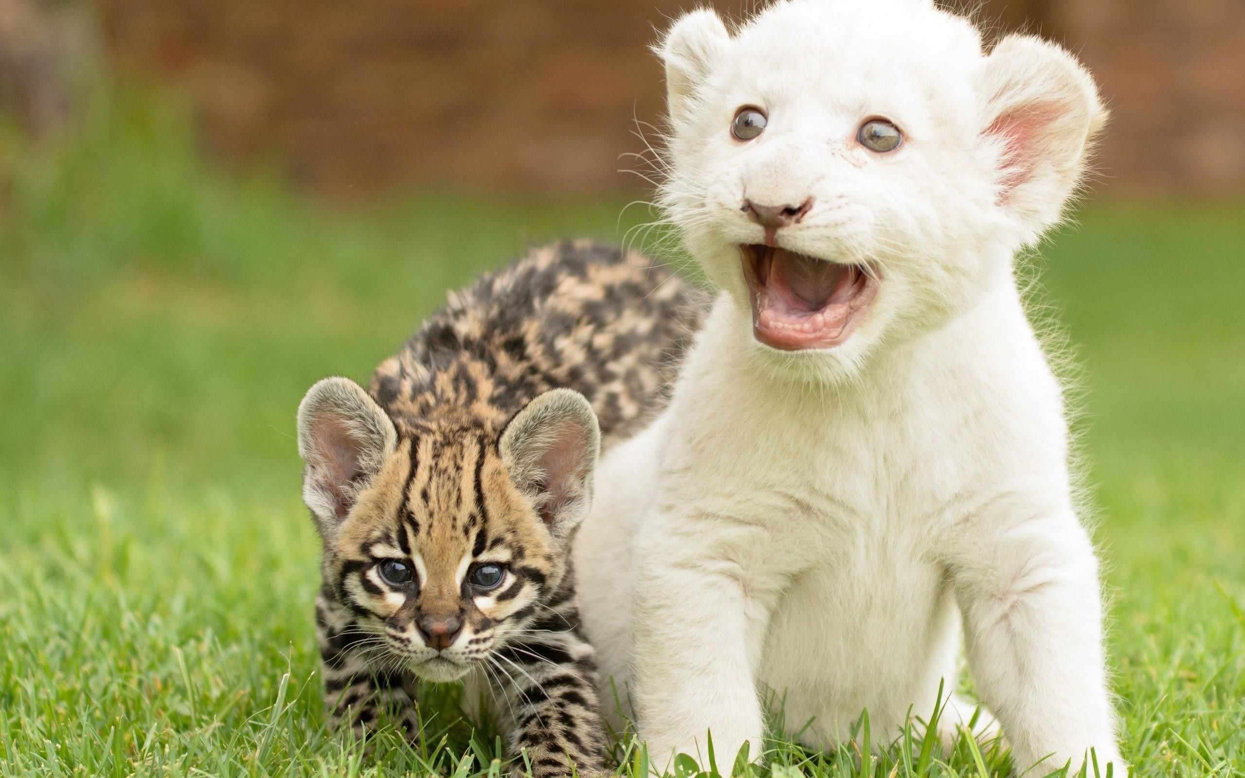 2560x1600 Tiger and lion cubs playing wallpaper thumb