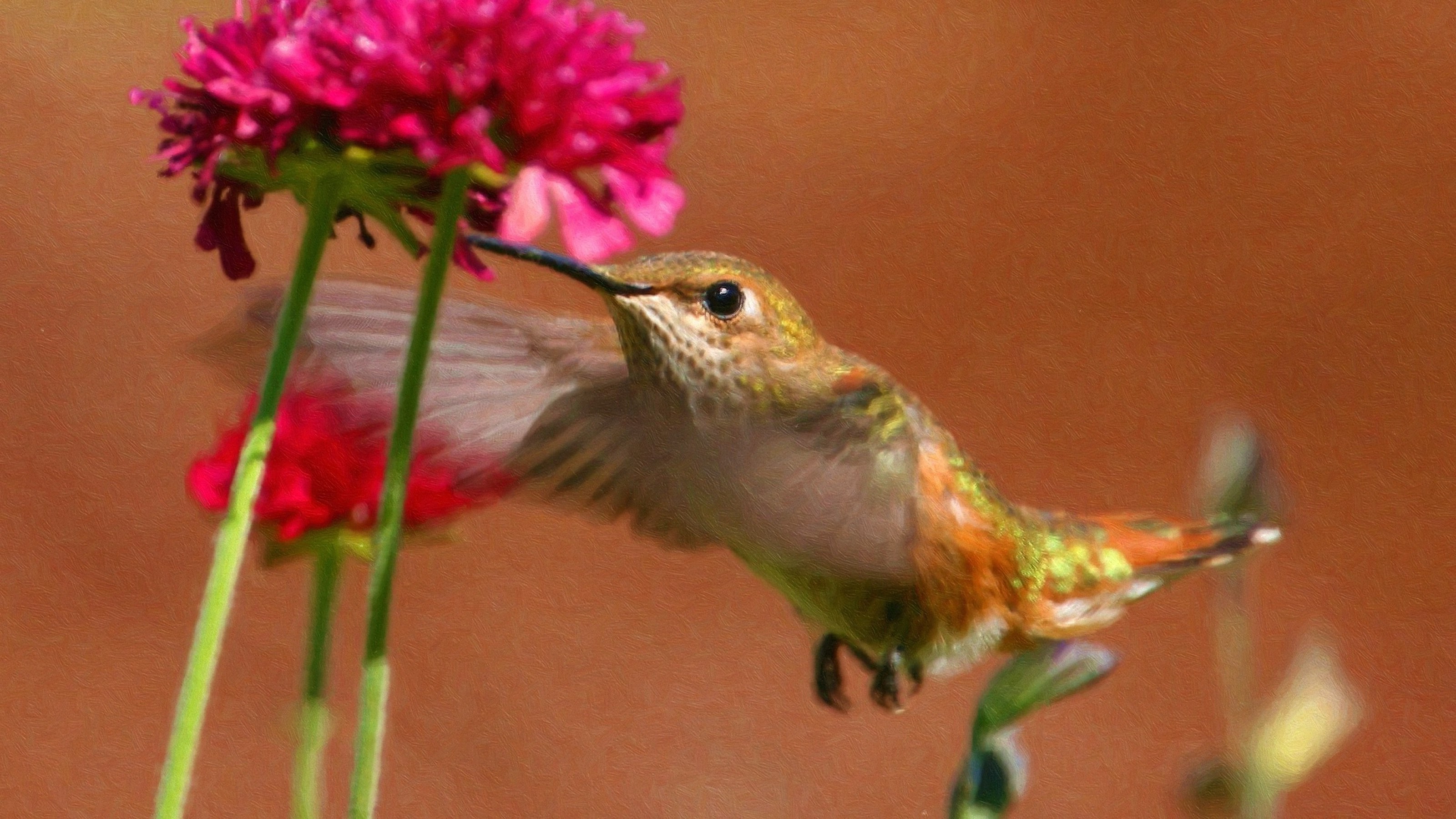 3200x1800 hummingbirds, Birds, Pink Flowers Wallpapers HD / Desktop and Mobile  Backgrounds