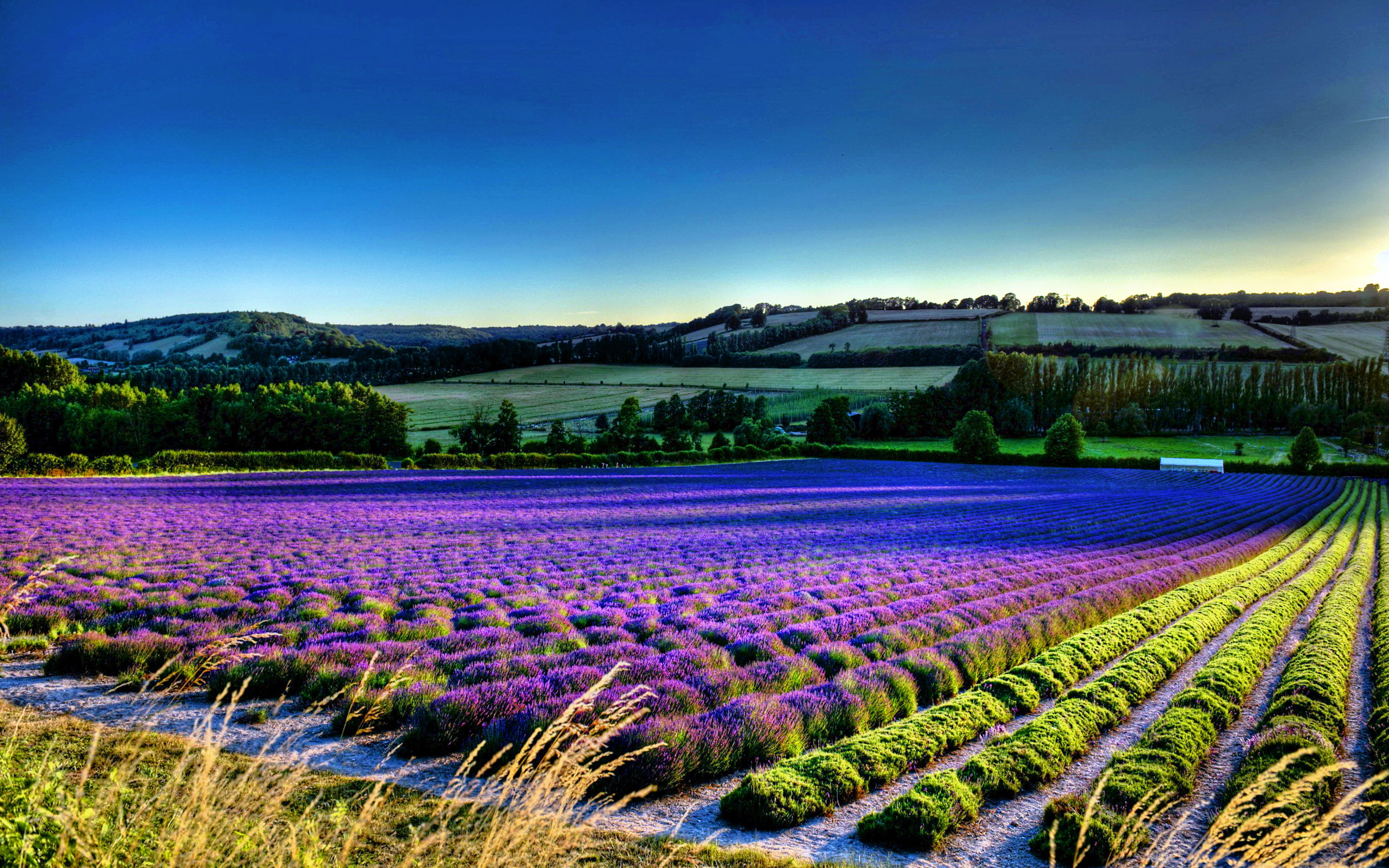2560x1600 purple flower field backgrounds hd wallpapers high definition amazing apple  mac tablet download free 2560Ã1600 Wallpaper HD