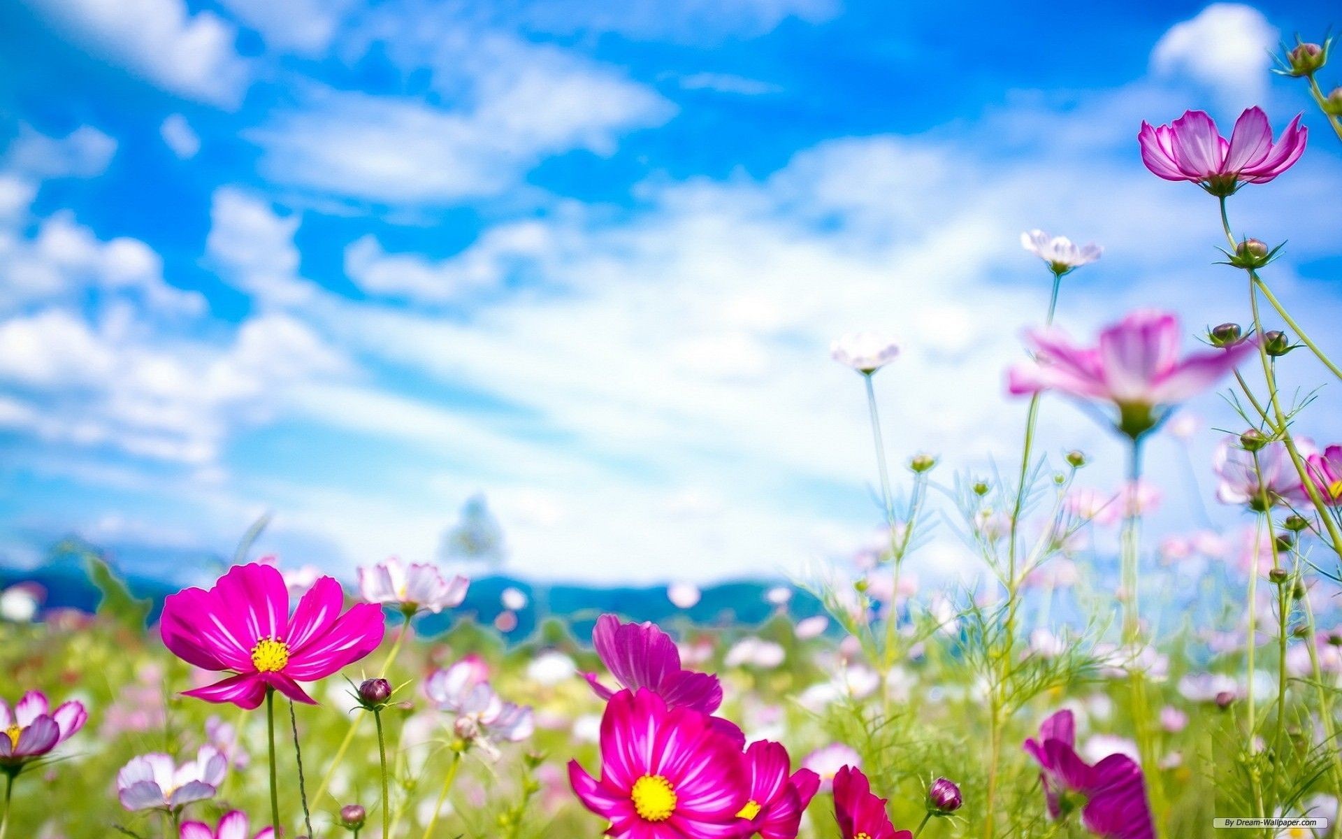 1920x1200 Spring Flowers Wallpapers