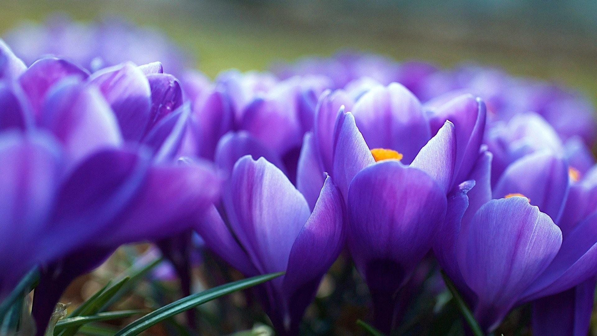 1920x1080 Purple Flowers Spring Crocuses Windows 8 Nature Wallpaper Hd Free Download  - 1920x1200
