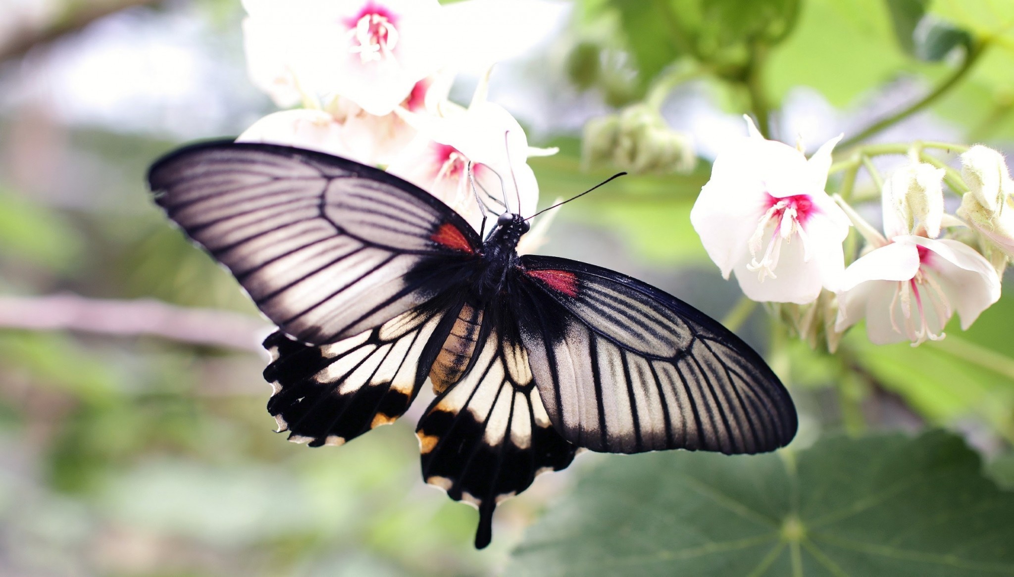 2048x1166 Butterfly, Flowers, White, Insects