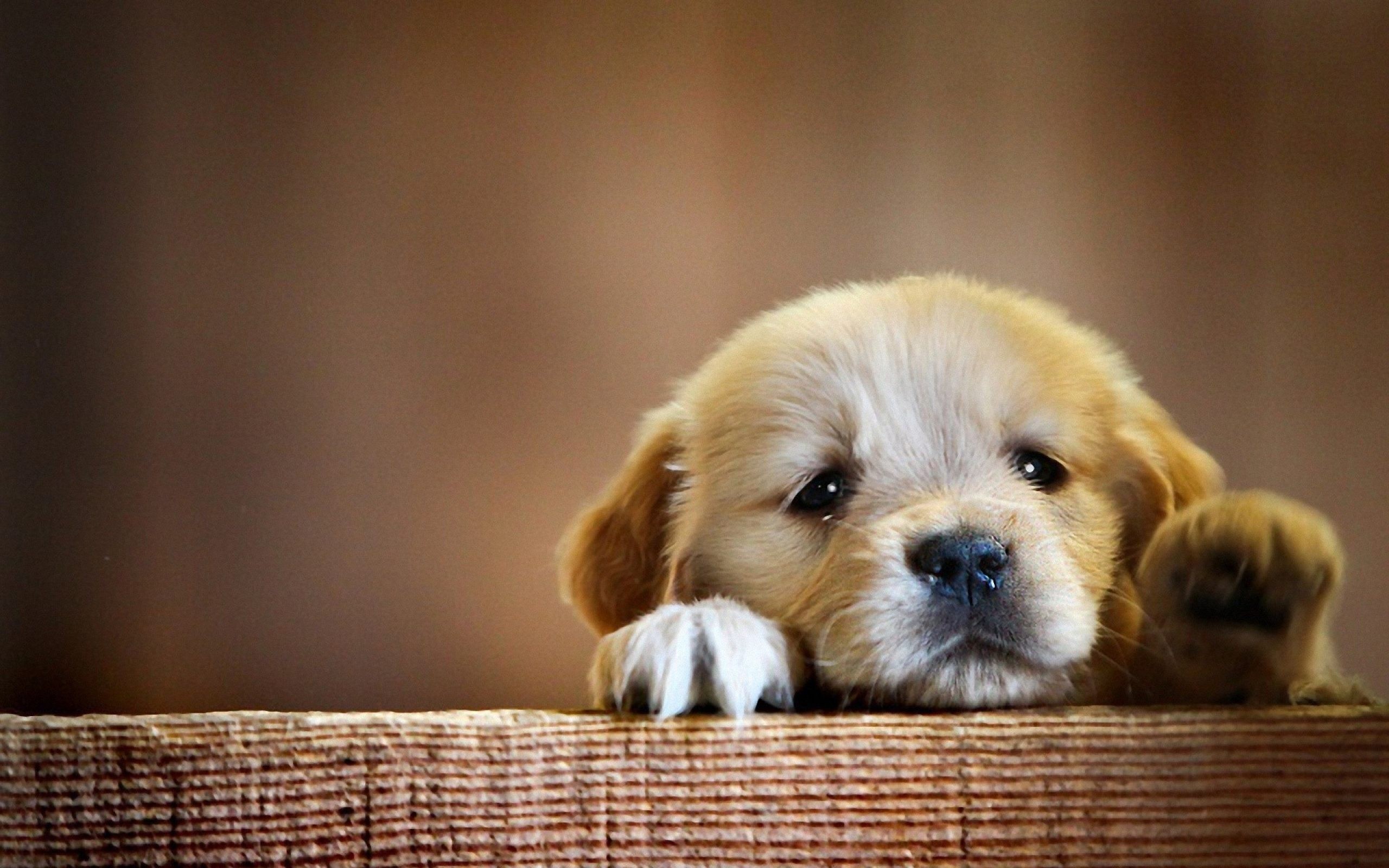 2560x1600 Cute But Sad Puppy Animal HD Wallpaper
