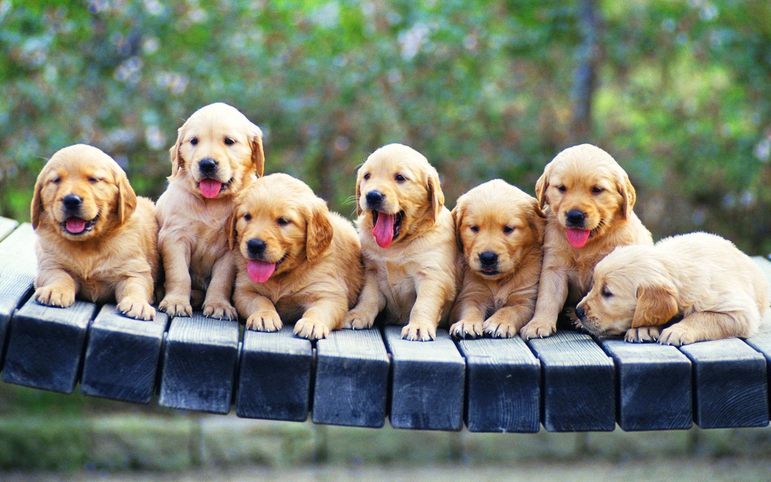 2560x1600 Golden Retriever Puppies in the bridge - Hd Wallpaper Season