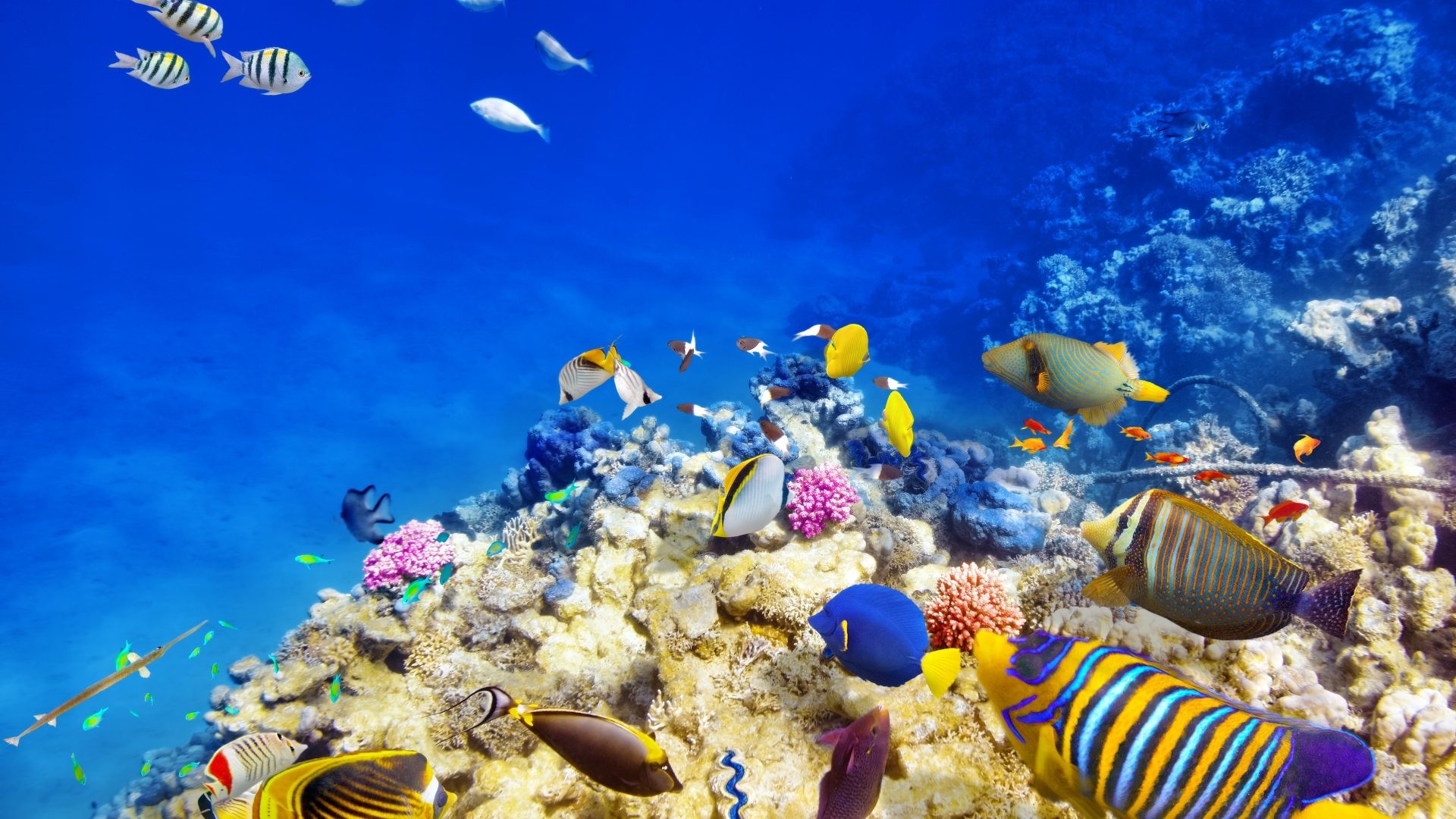 1920x1080 Fishes - Underwater World Fish Corals Animals 3d Wallpaper For Mobile for  HD 16:9