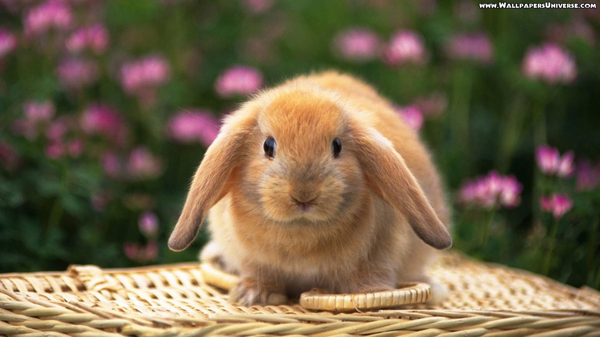1920x1080 Pics Photos Cute Easter Bunny Rabbits Cute Easter Bunny Rabbit Clip